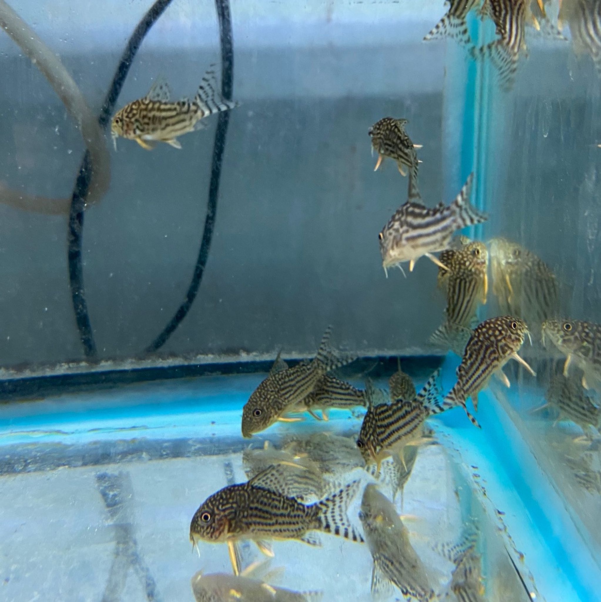 Sterbai Cory Cat