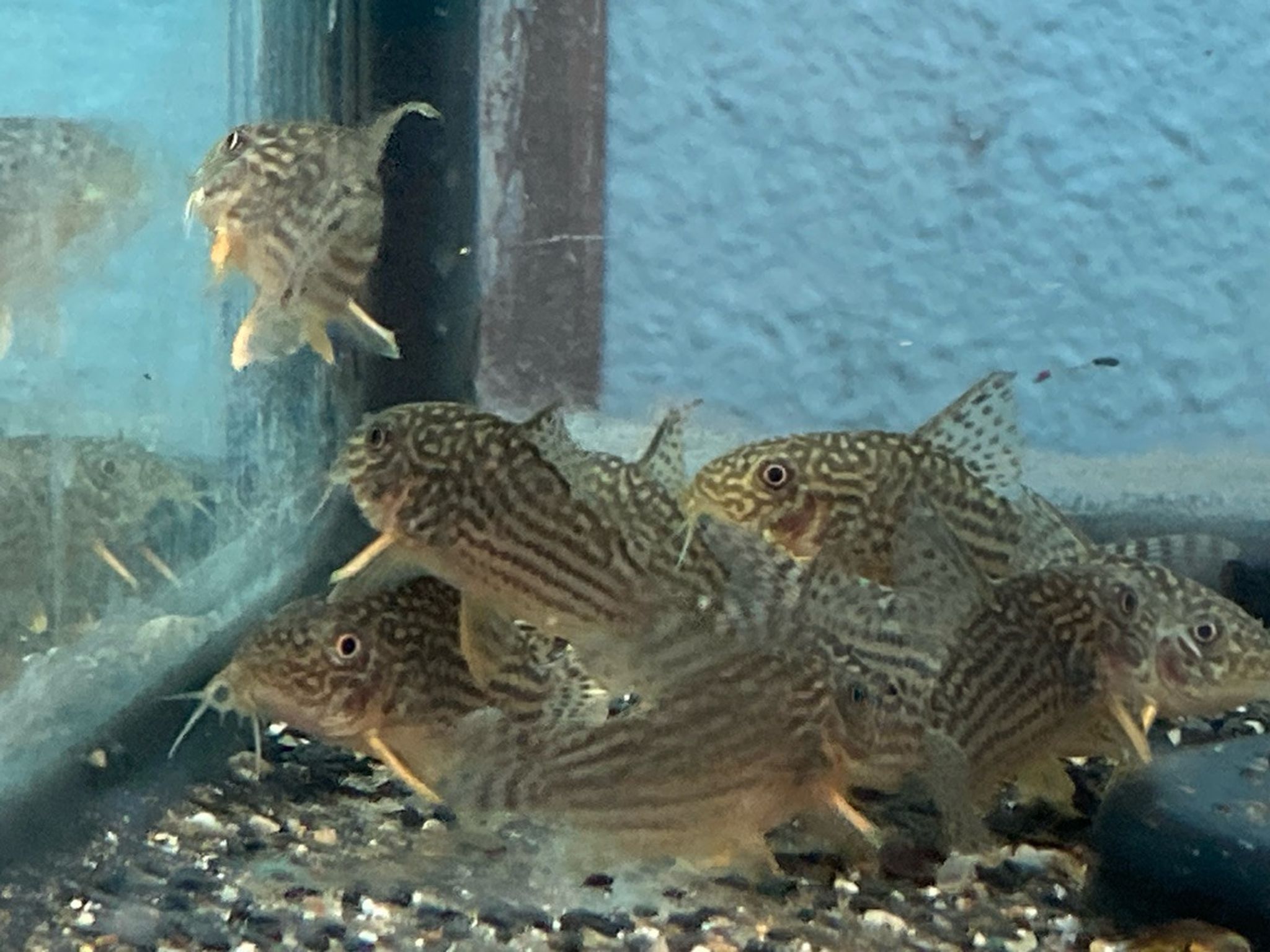Sterbai Cory Cat