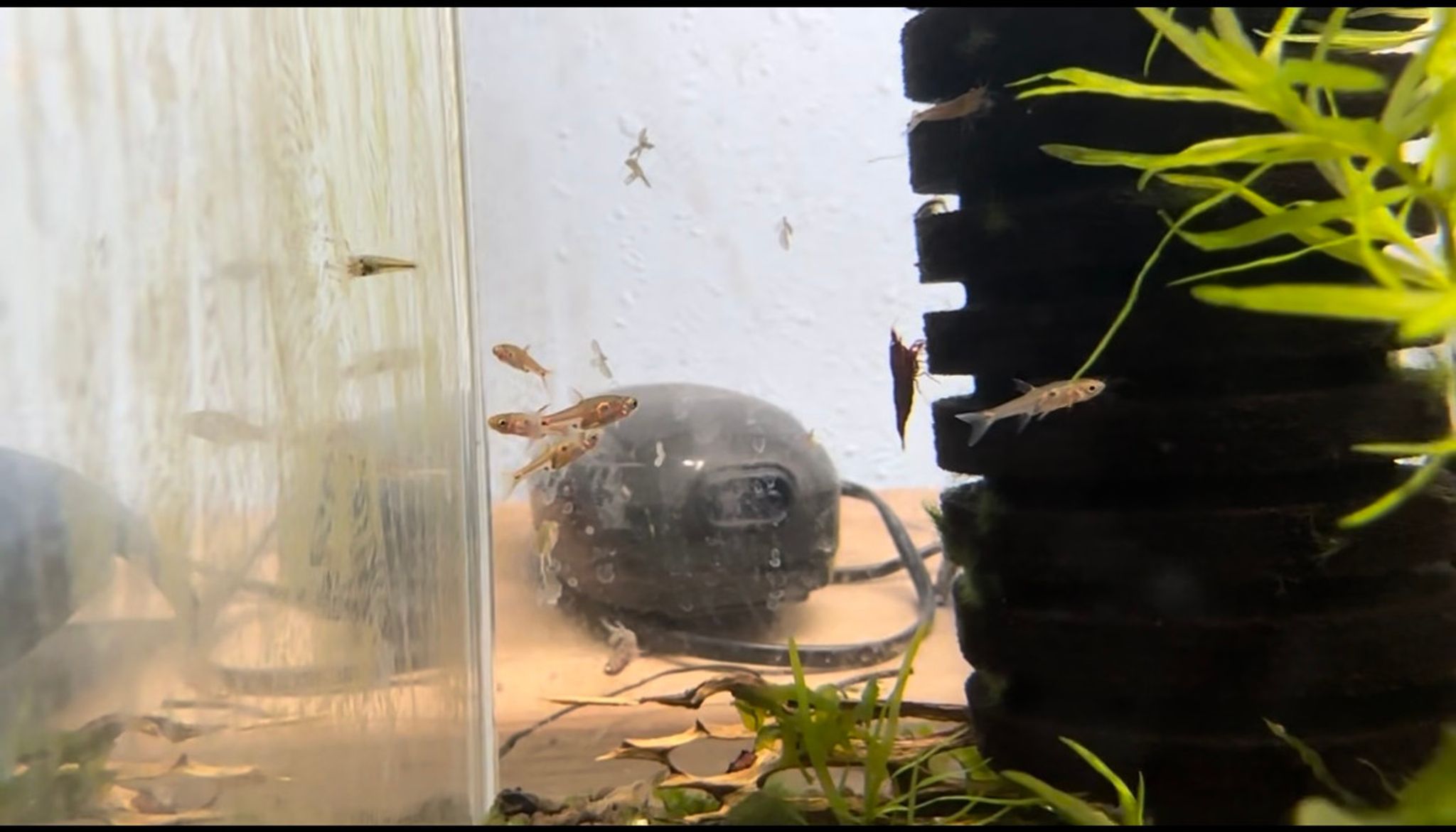 Strawberry rasbora (Boraras naevus)