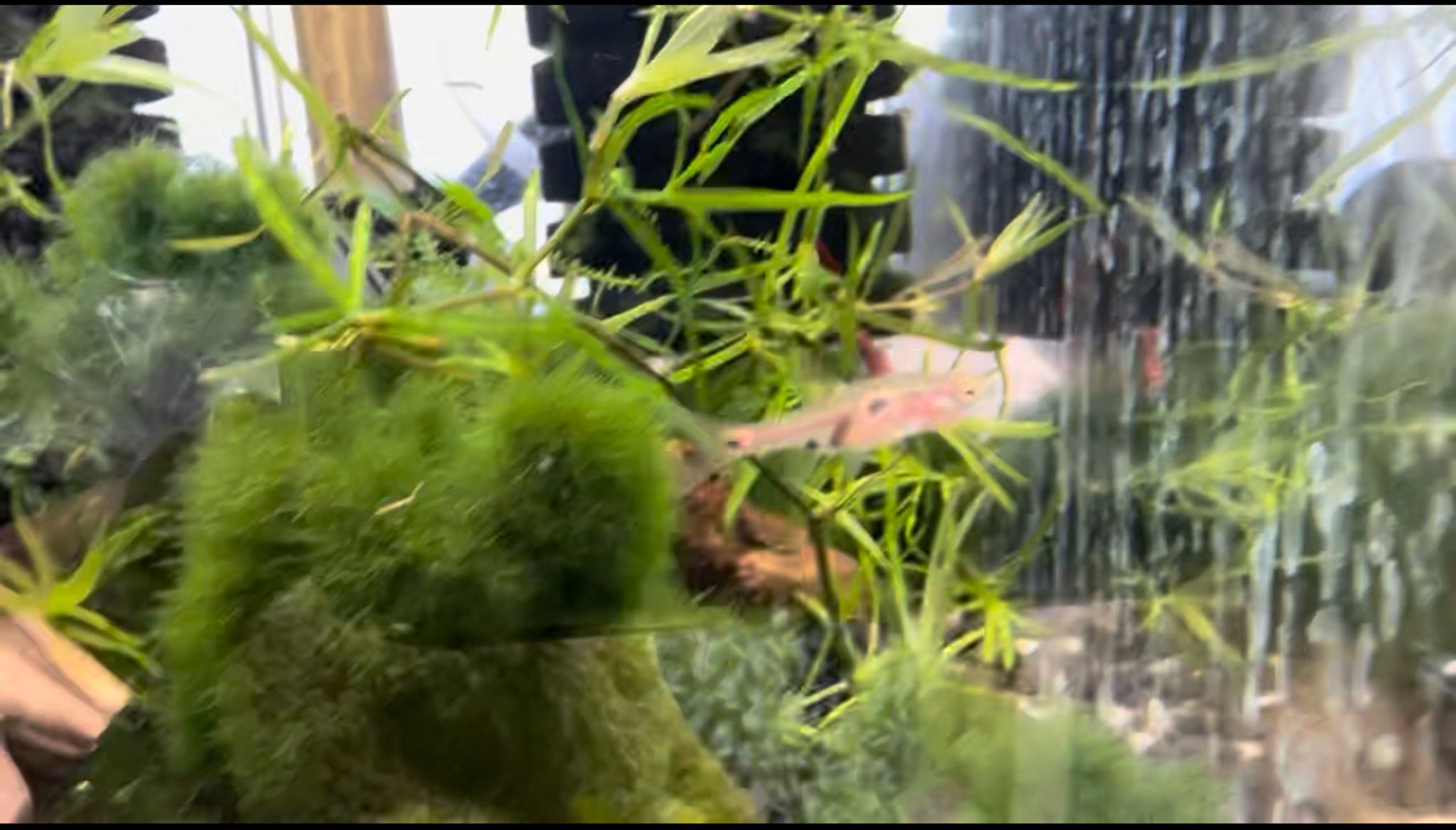 Strawberry rasbora (Boraras naevus)
