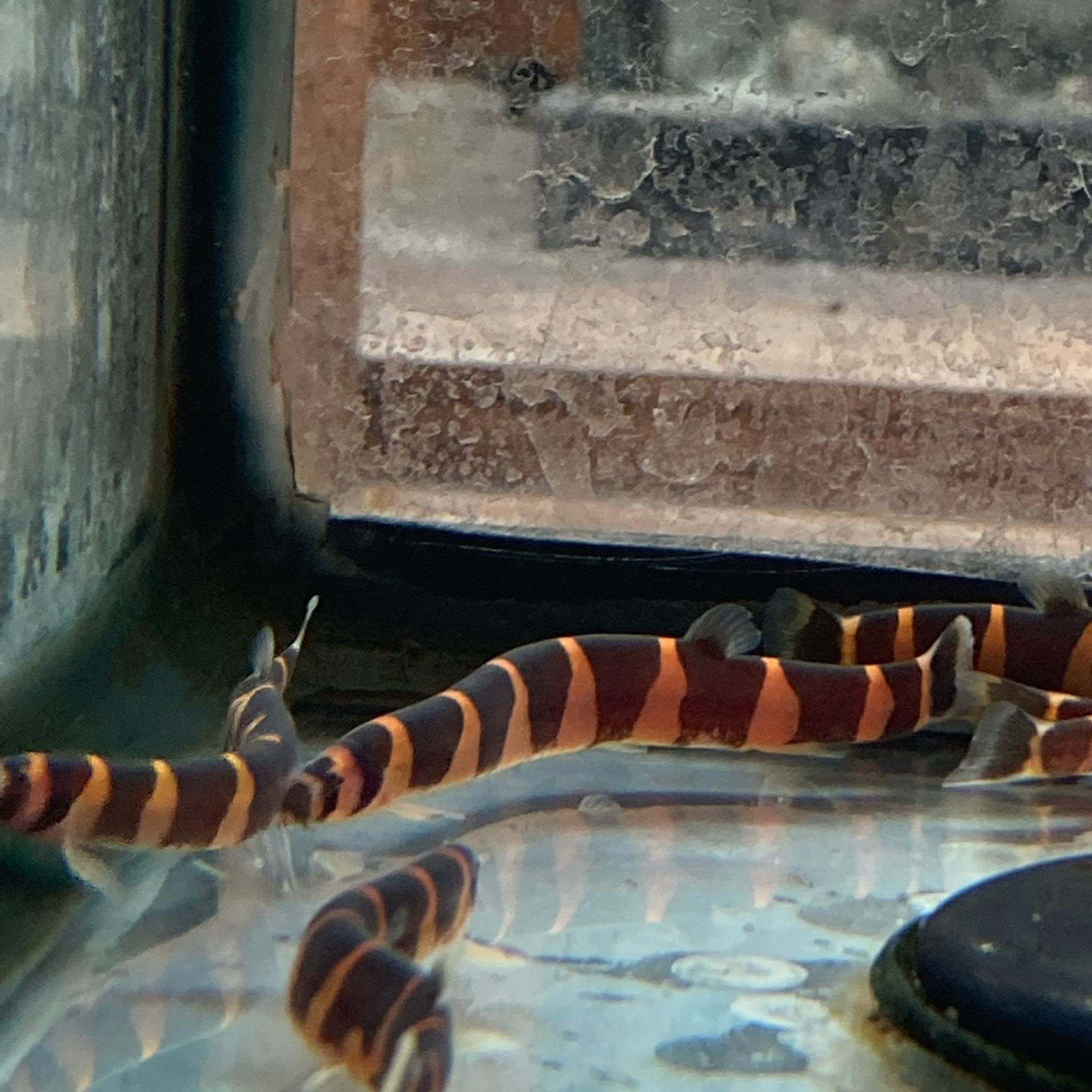 Striped Kuhli Loach