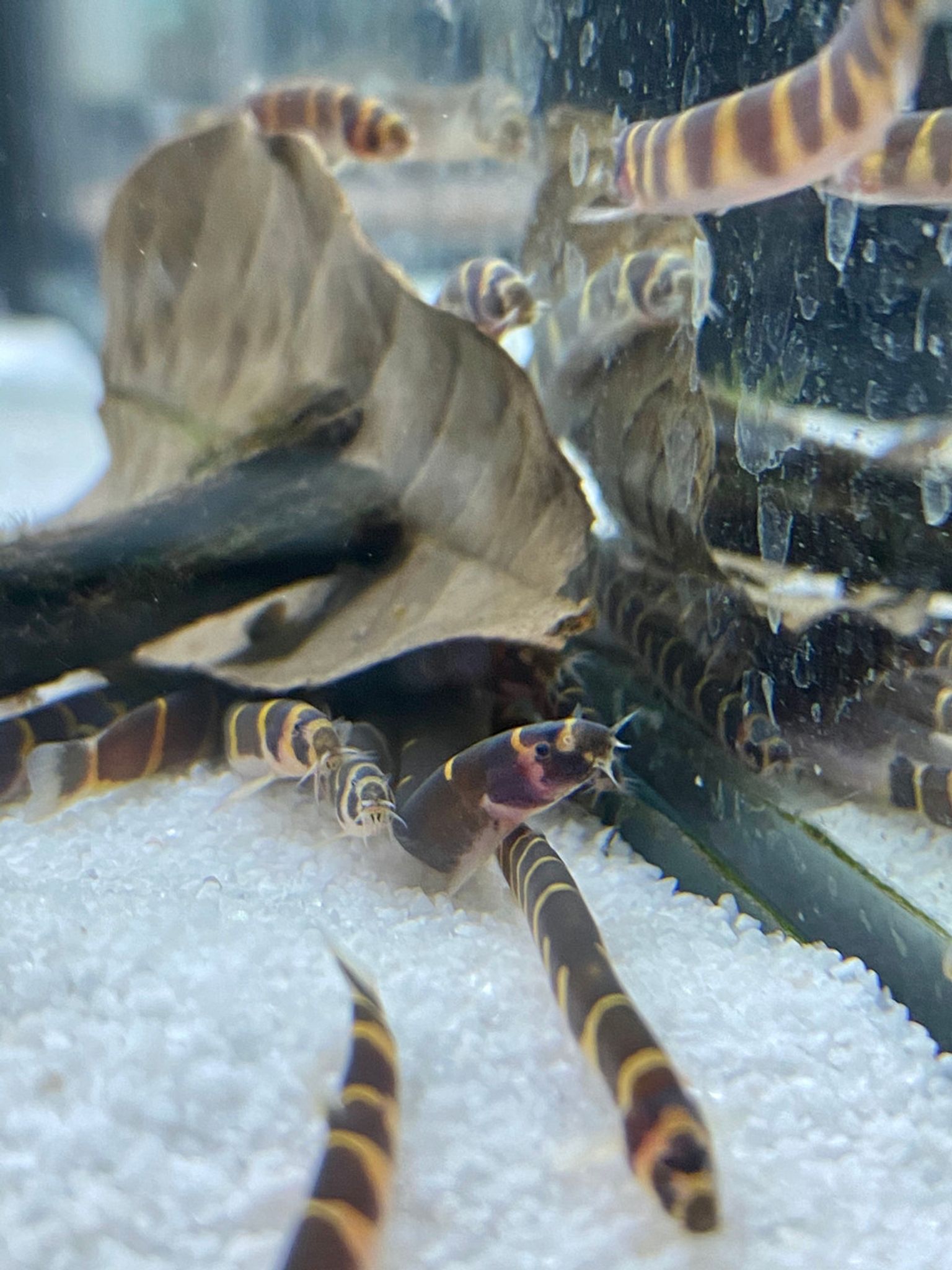 Striped Kuhli Loach