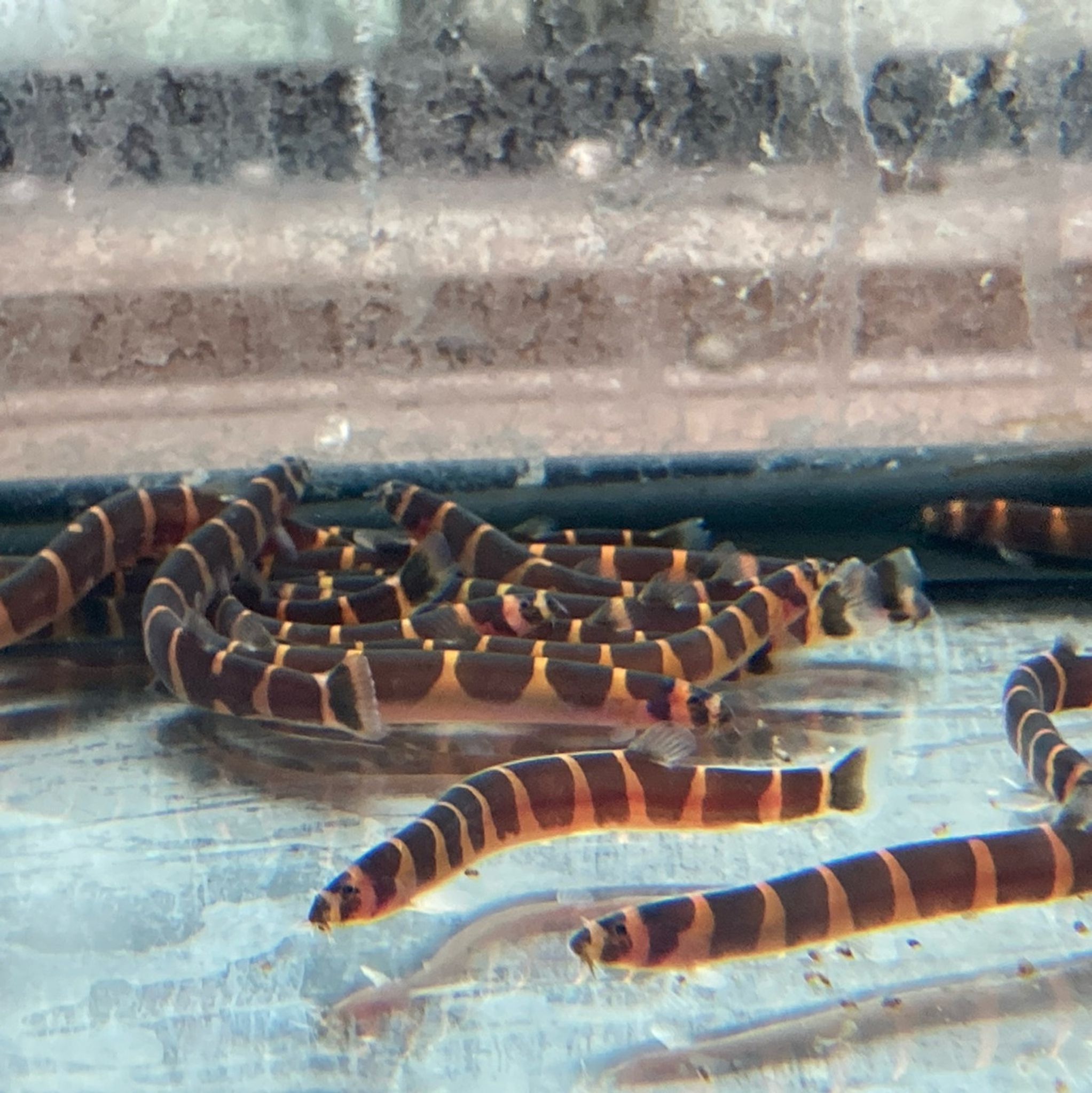 Striped Kuhli Loach