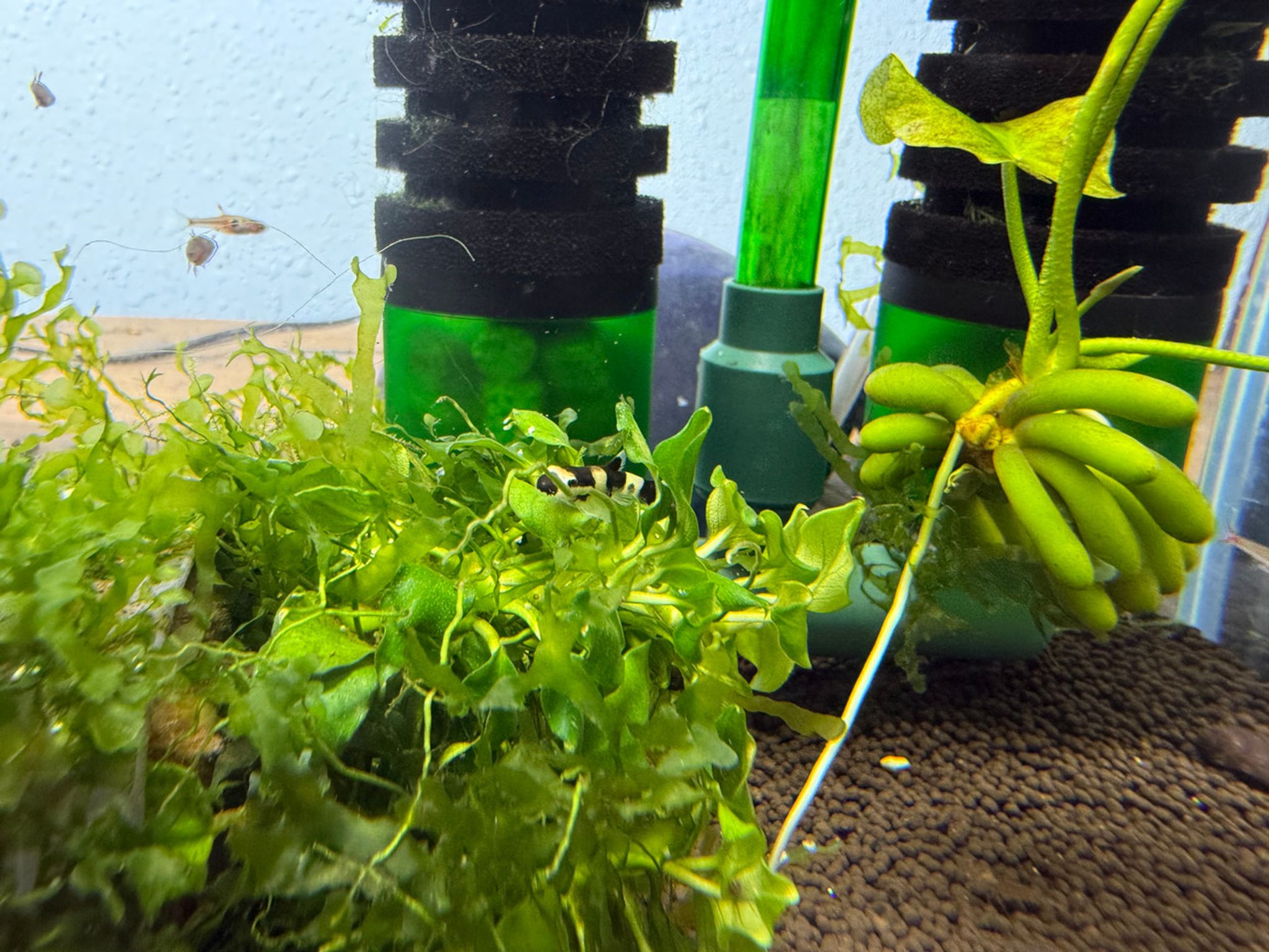 Subwassertang Moss