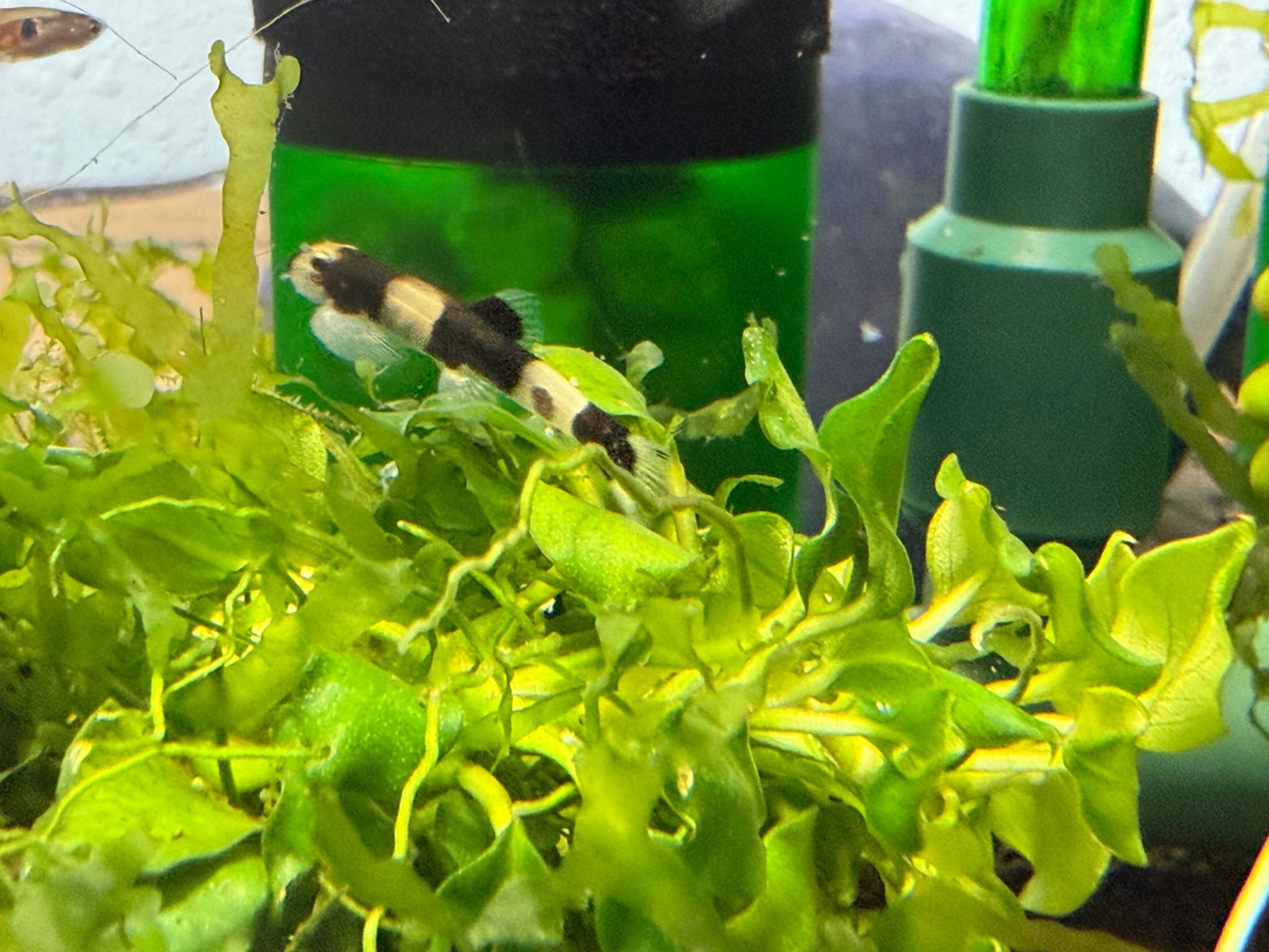 Subwassertang Moss