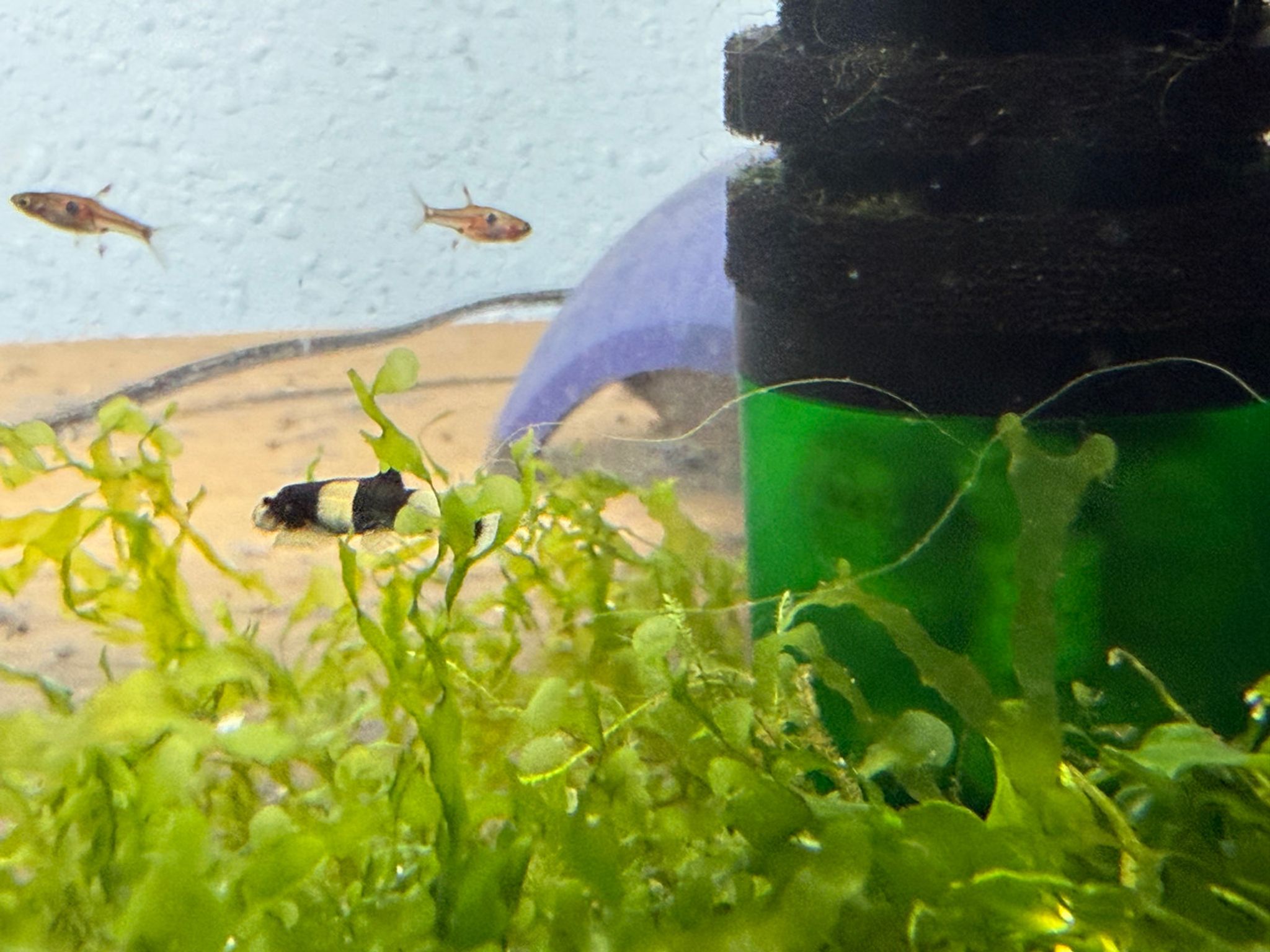 Subwassertang Moss