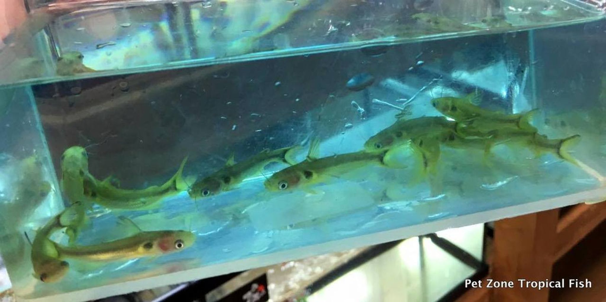 Sun Catfish