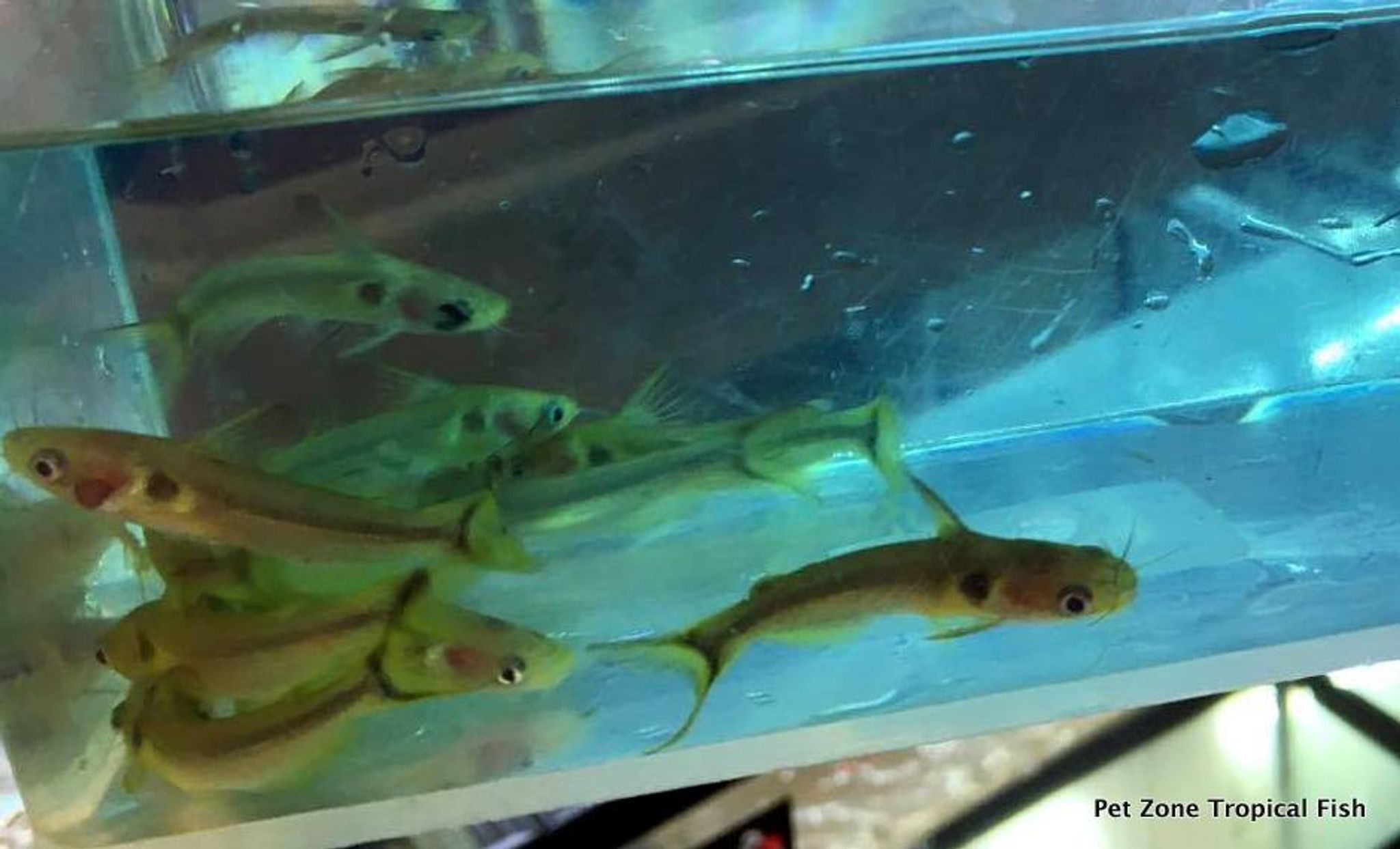 Sun Catfish