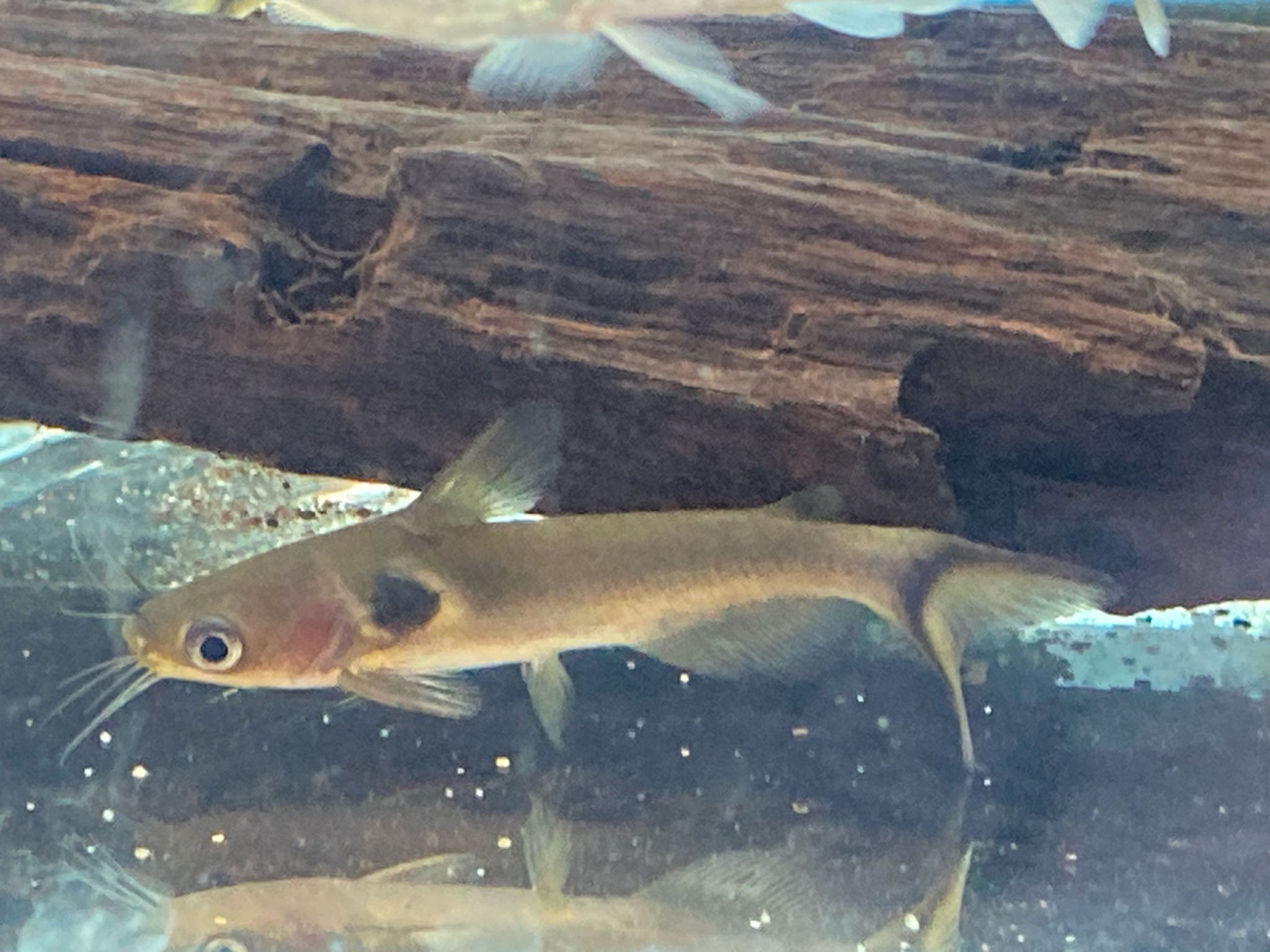 Sun Catfish