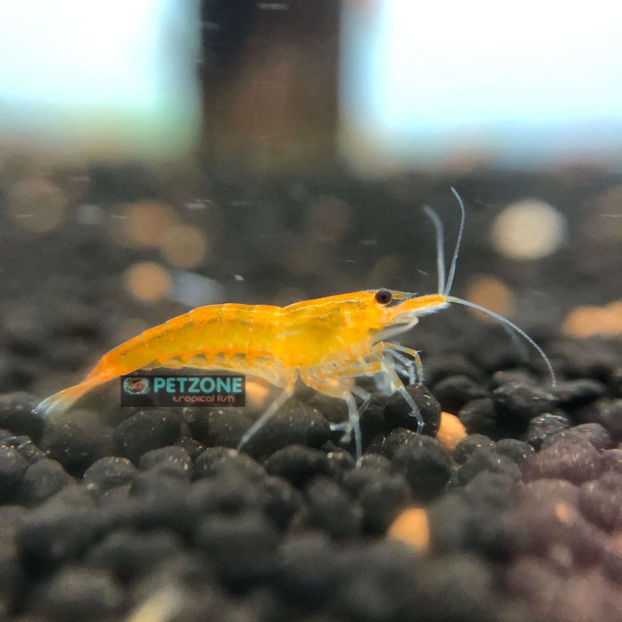 Sunkist Shrimp