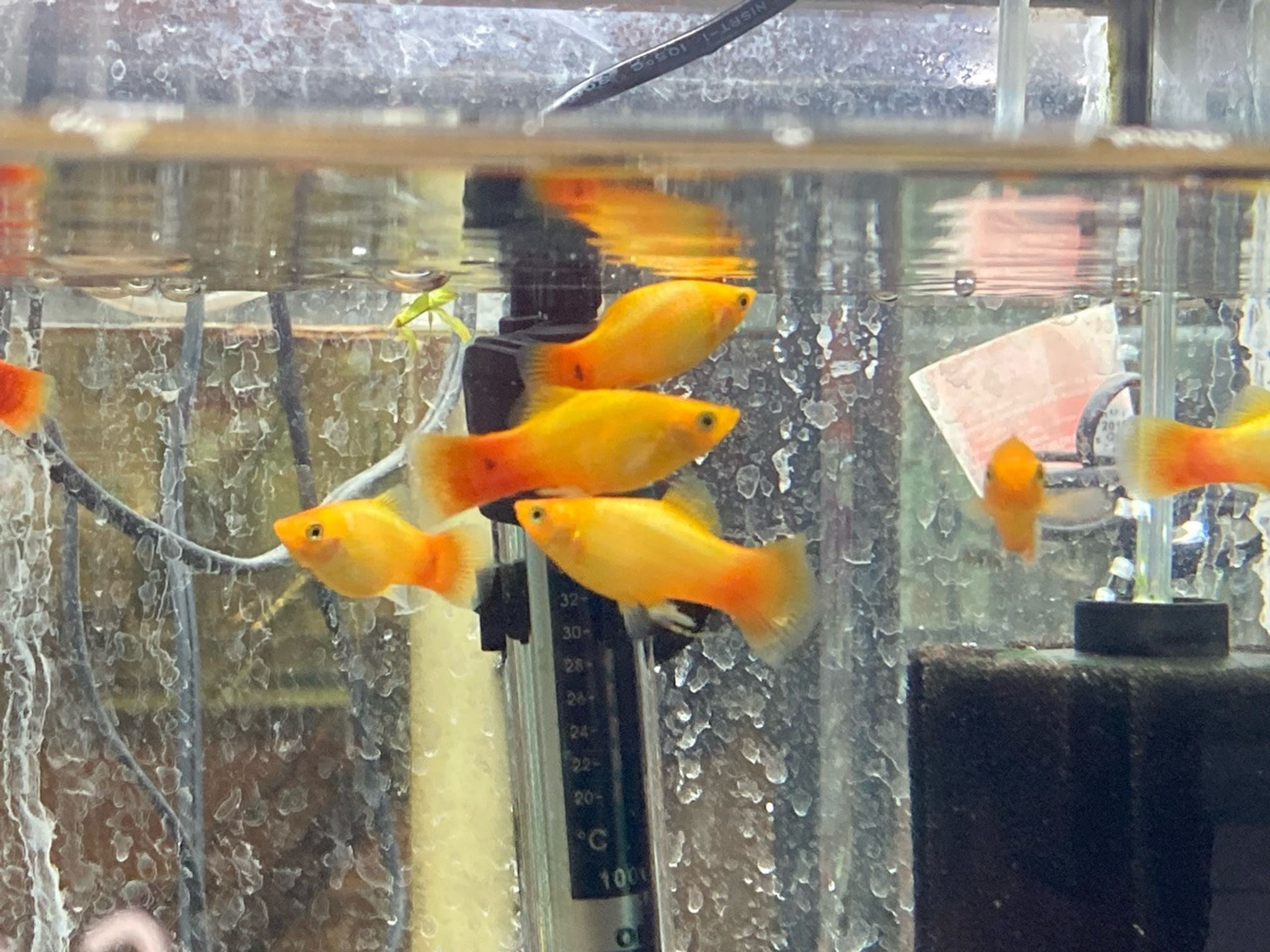 Sunset Platy