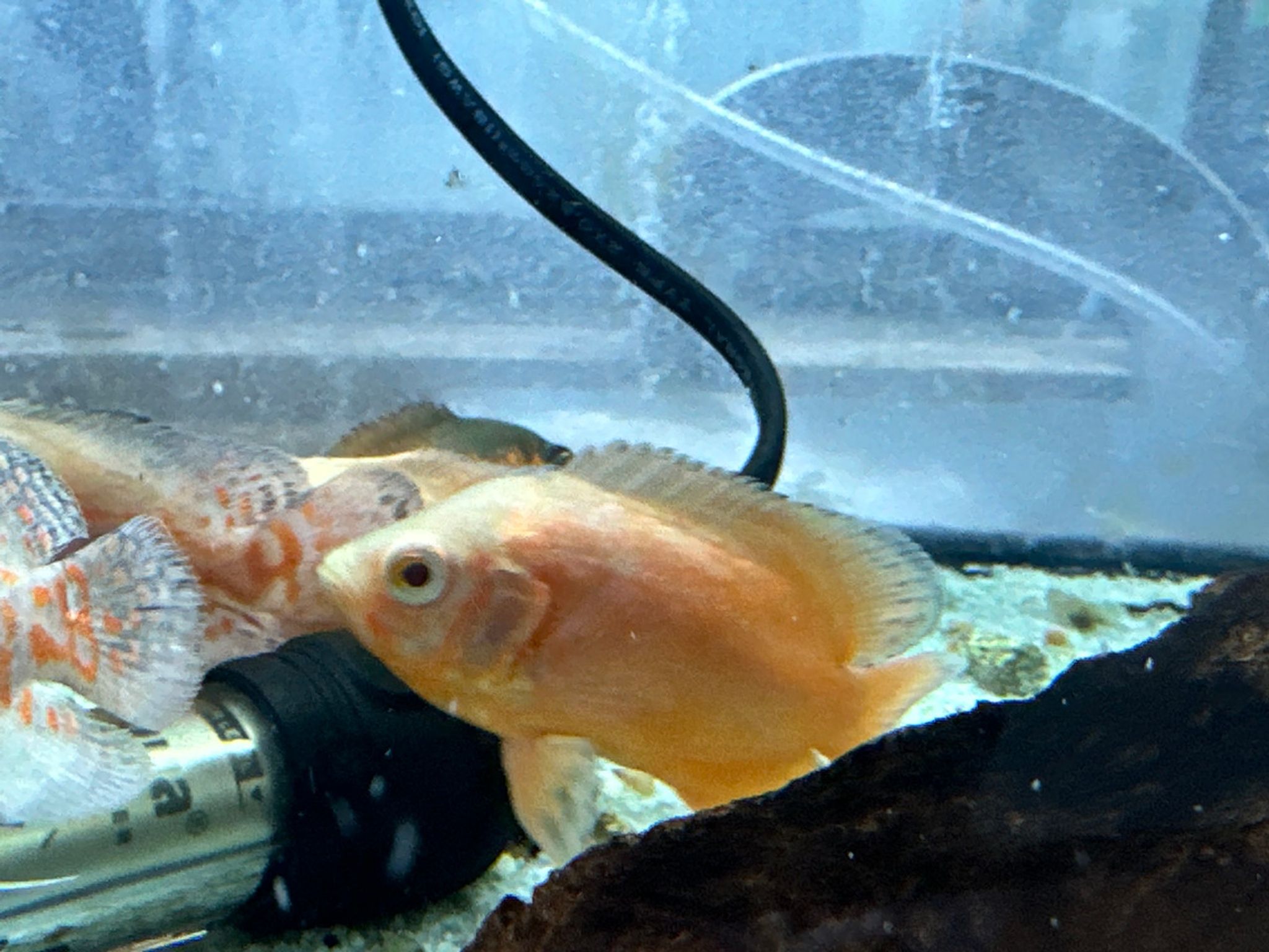 Super Red Albino Tiger Oscar