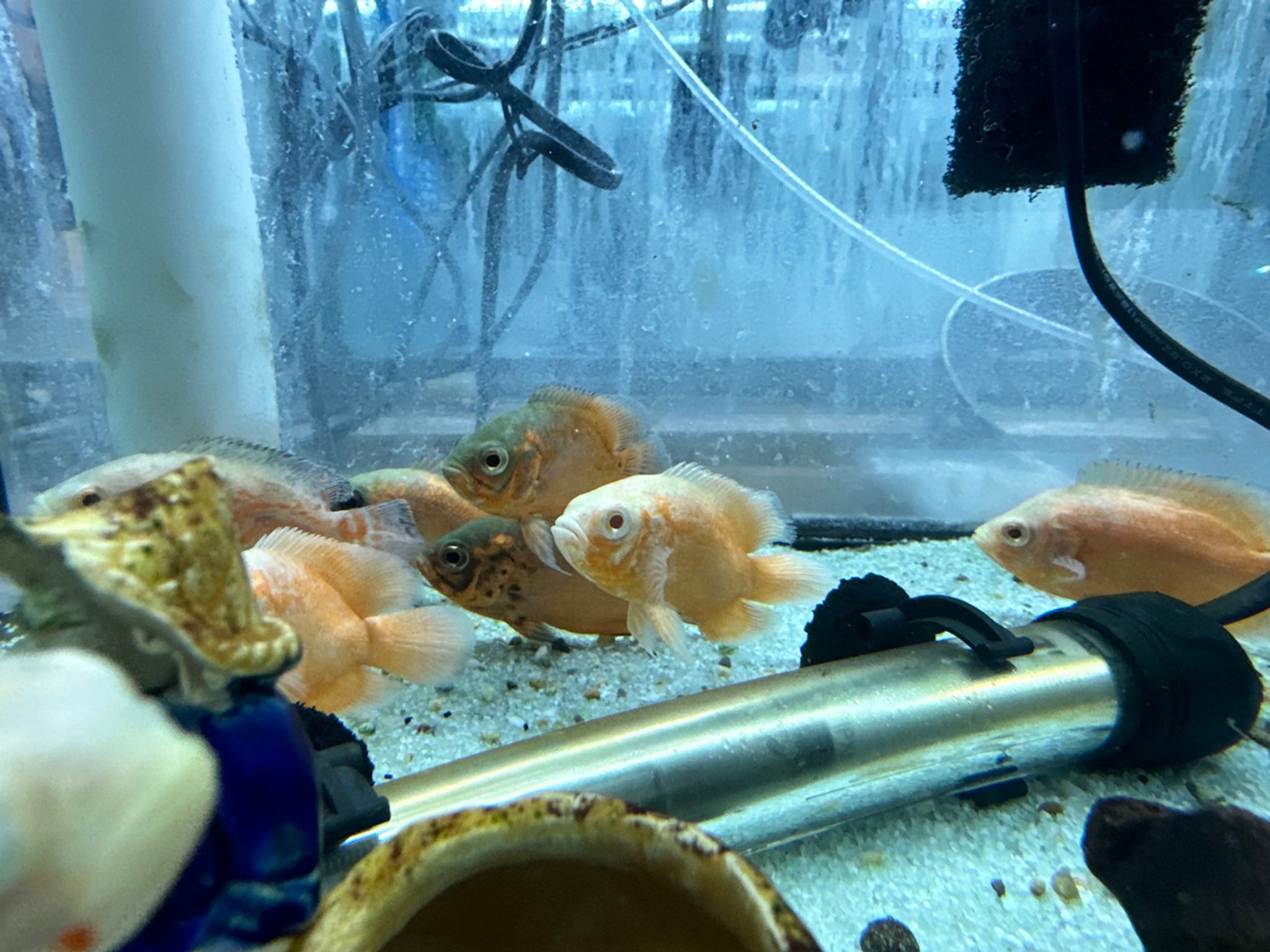 Super Red Albino Tiger Oscar