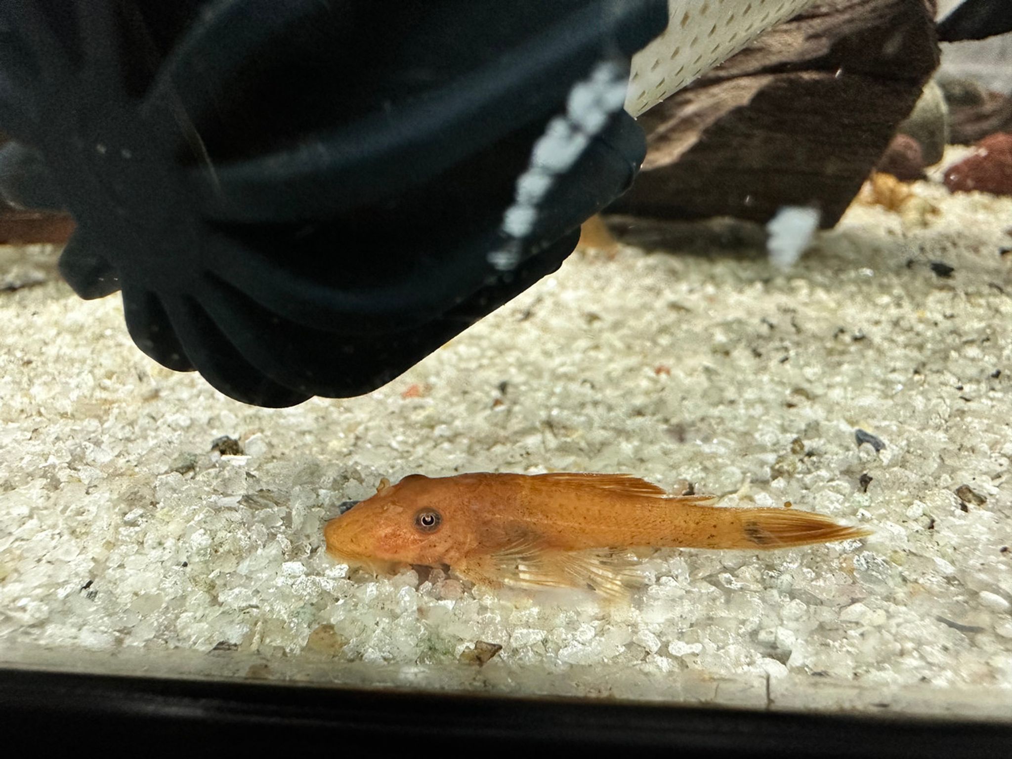 Super Red Bristle Nose Pleco
