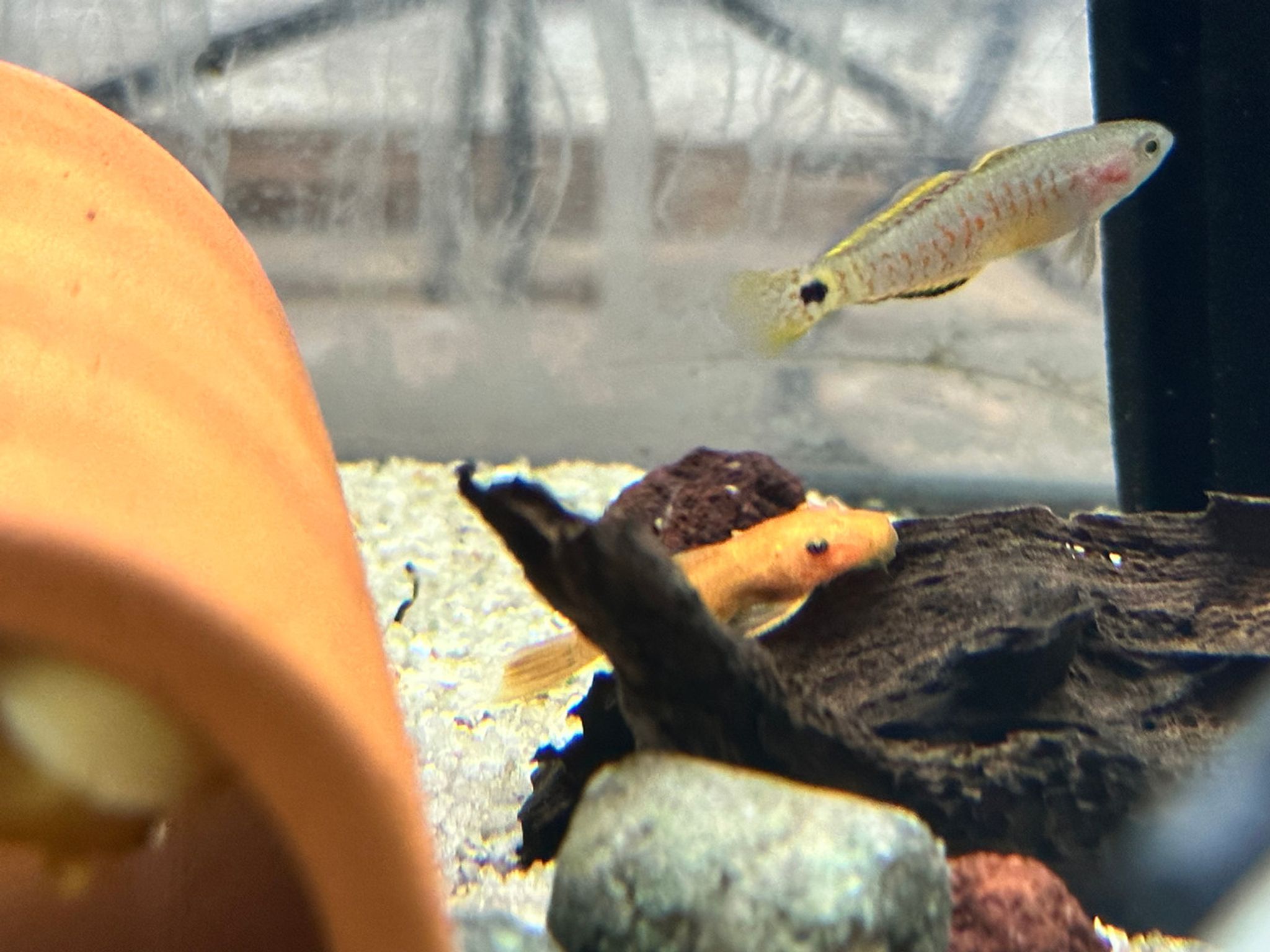 Super Red Bristle Nose Pleco