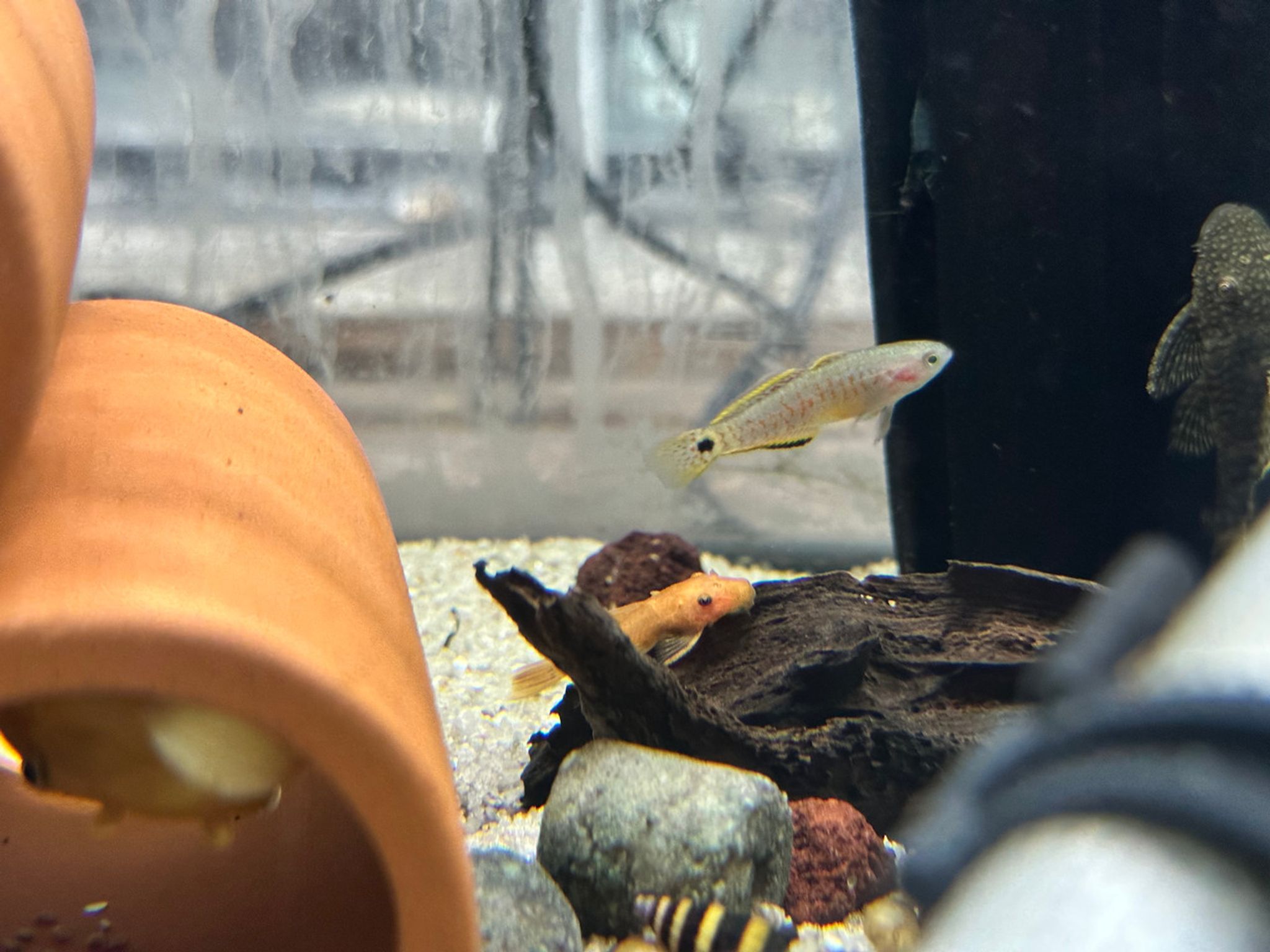 Super Red Bristle Nose Pleco