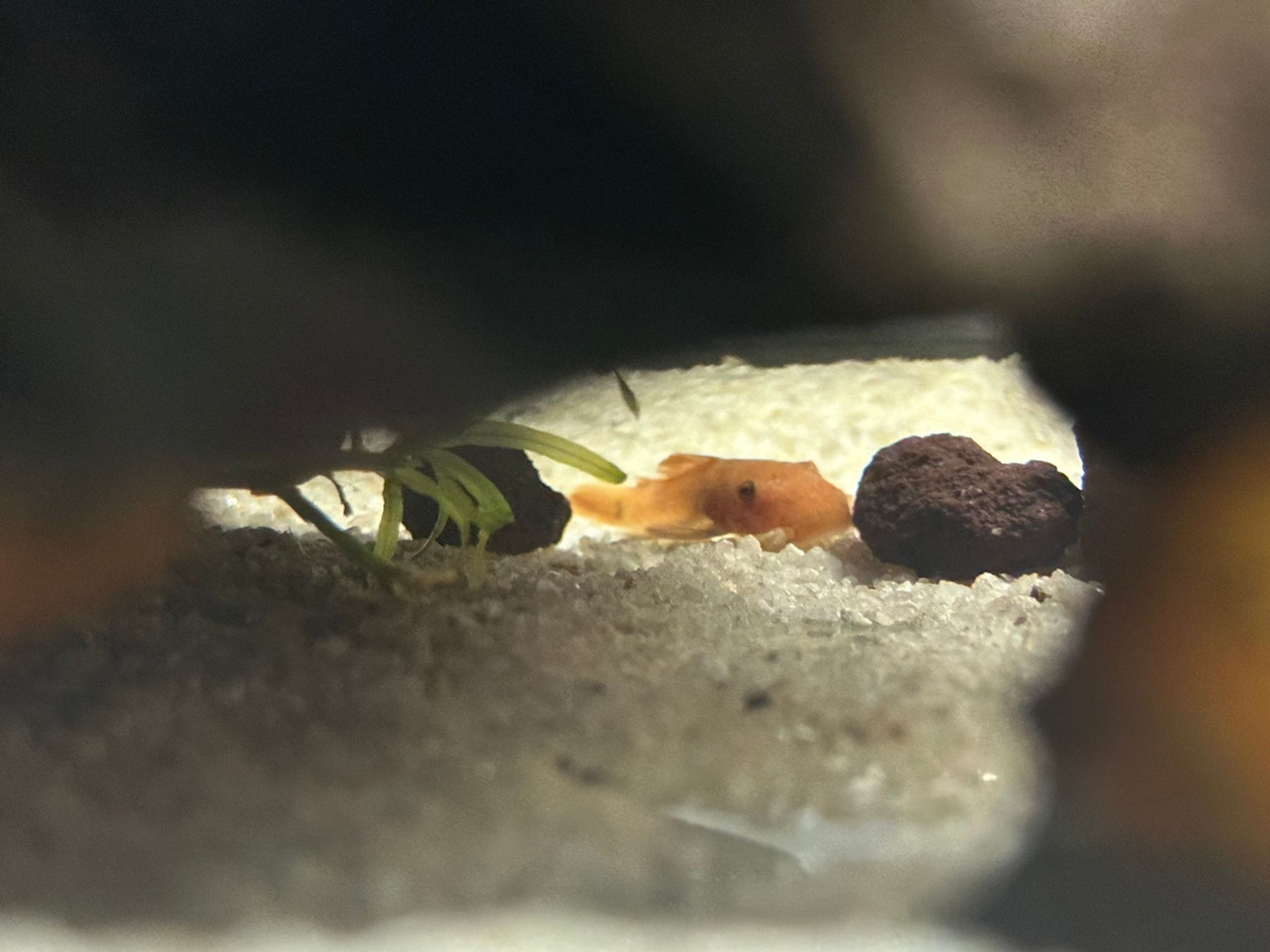 Super Red Bristle Nose Pleco