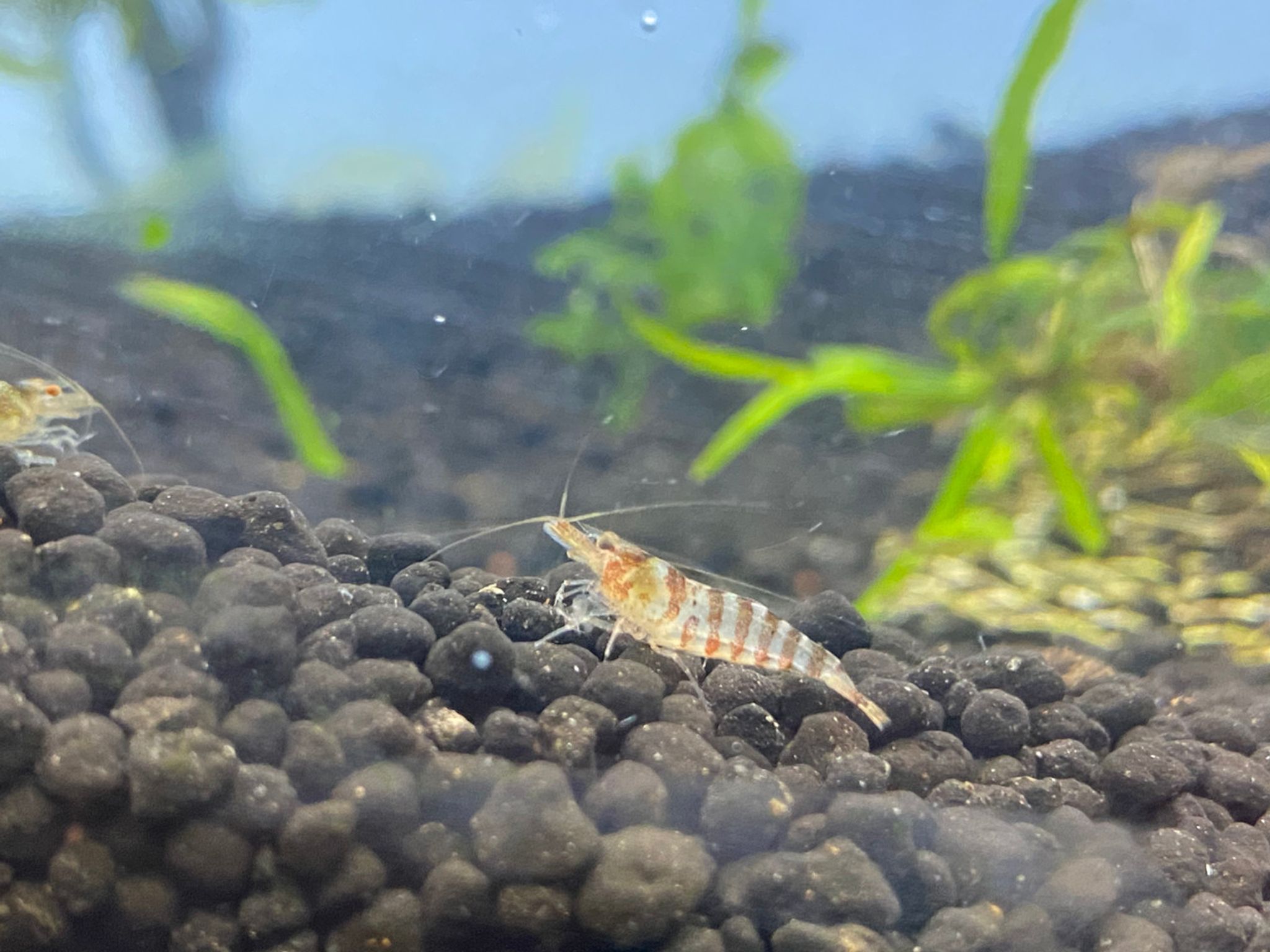 Super Tiger Shrimp