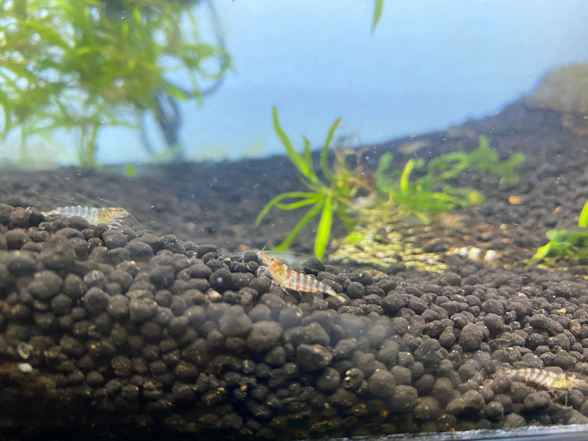 Super Tiger Shrimp