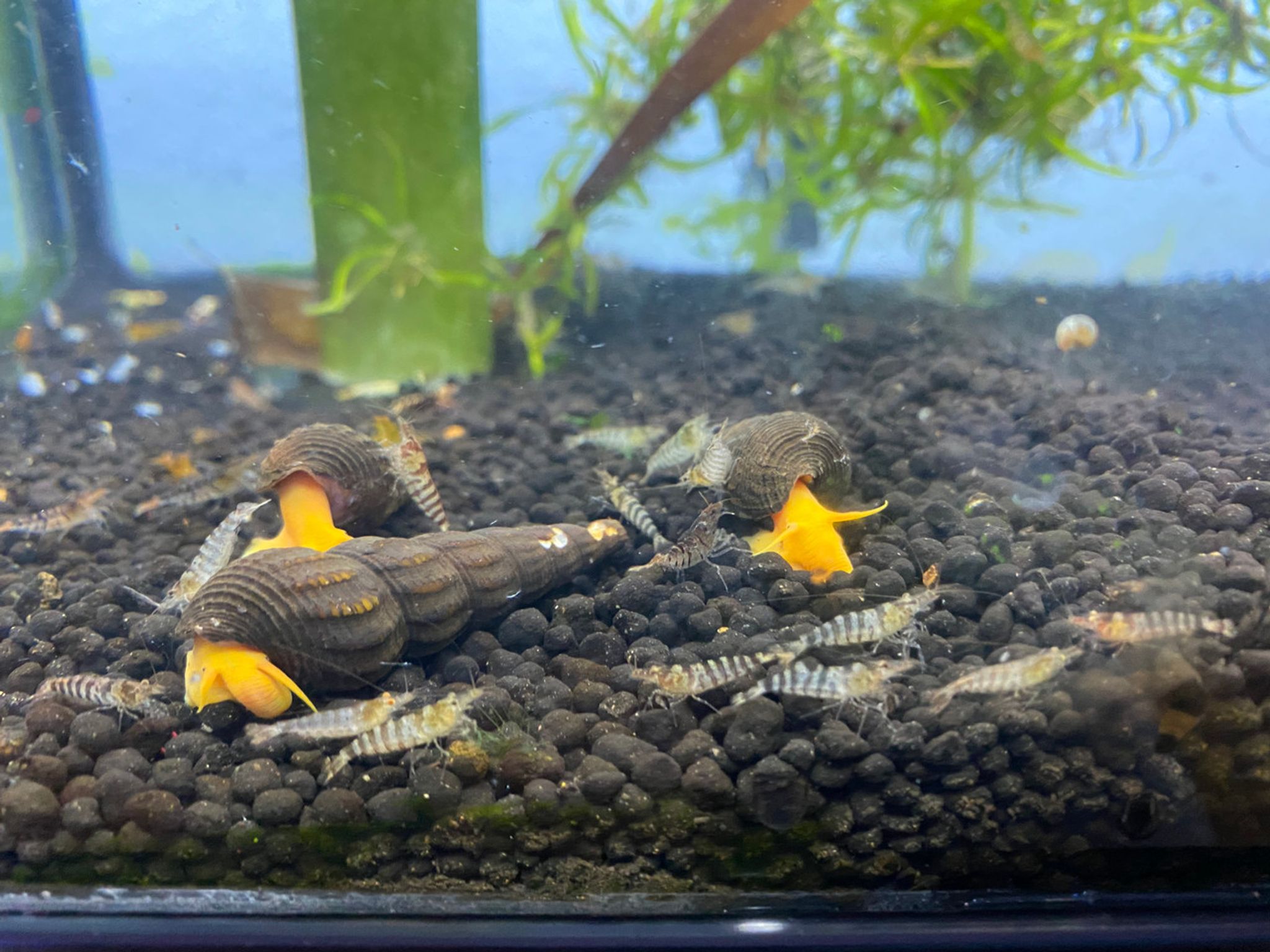Super Tiger Shrimp