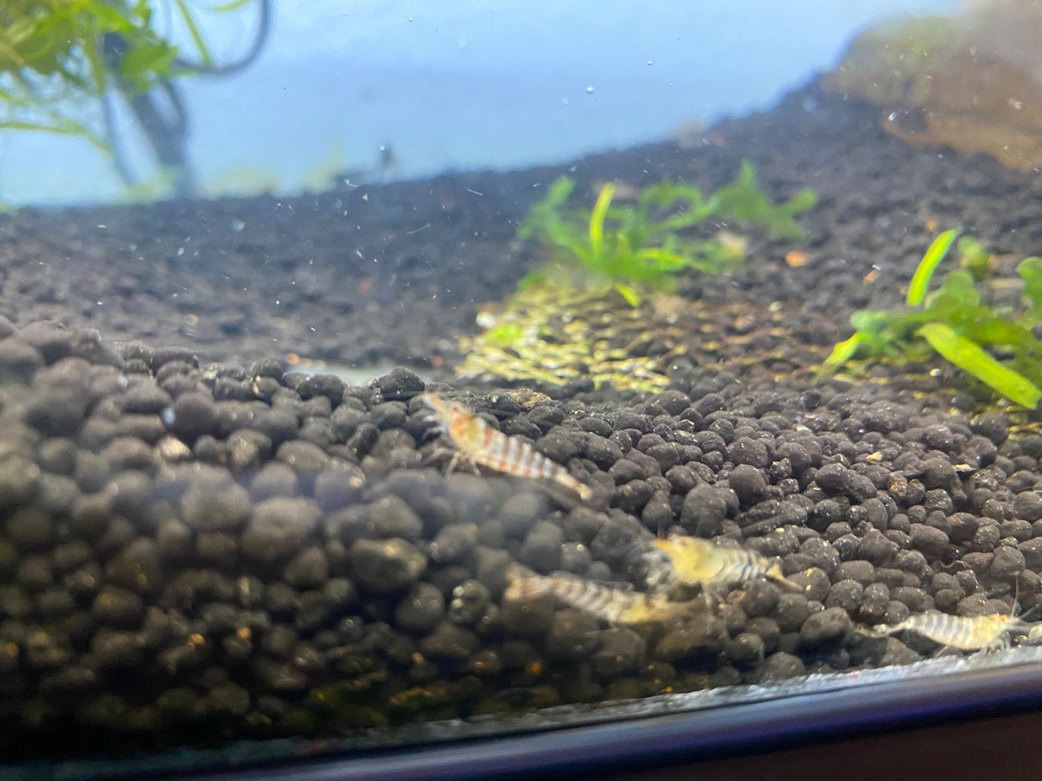 Super Tiger Shrimp