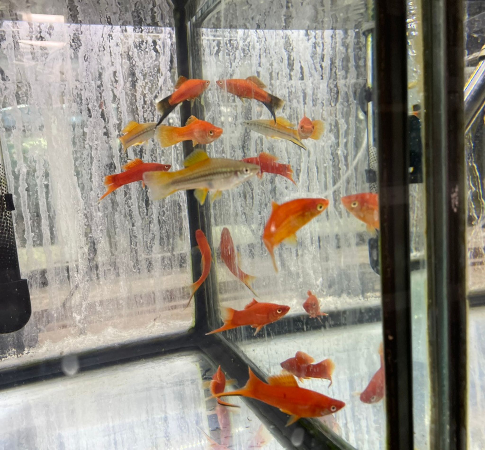 Swordtail - Assorted