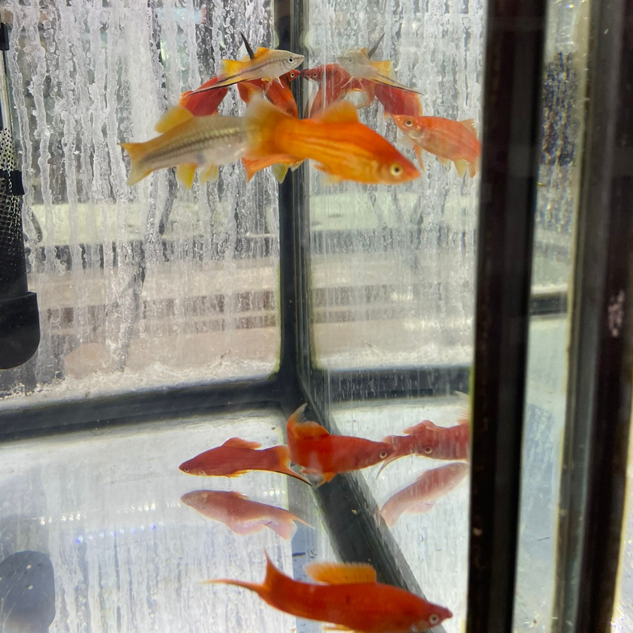 Swordtail - Assorted