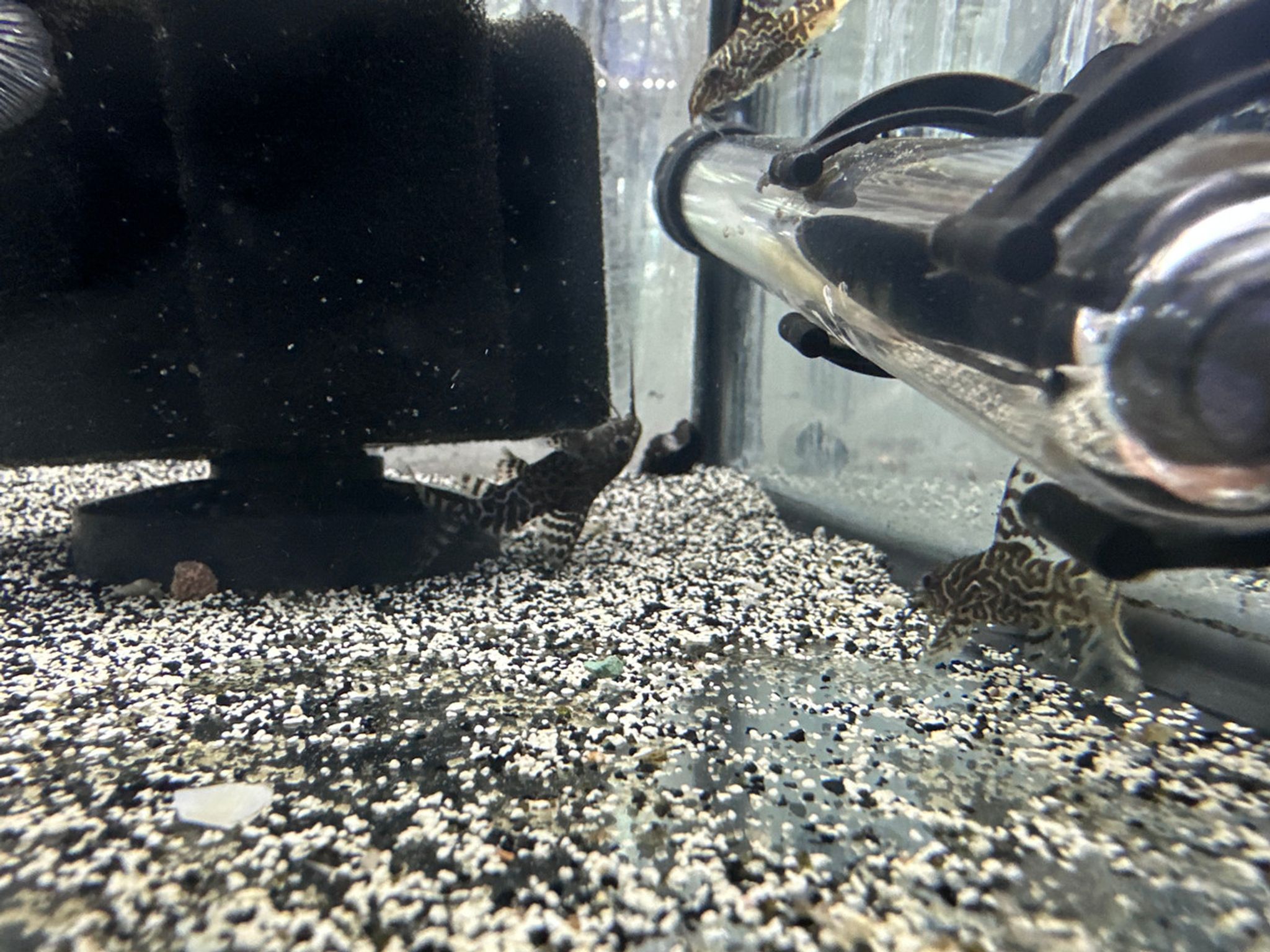 Synodontis Eupterus - "Featherfin Squeaker"