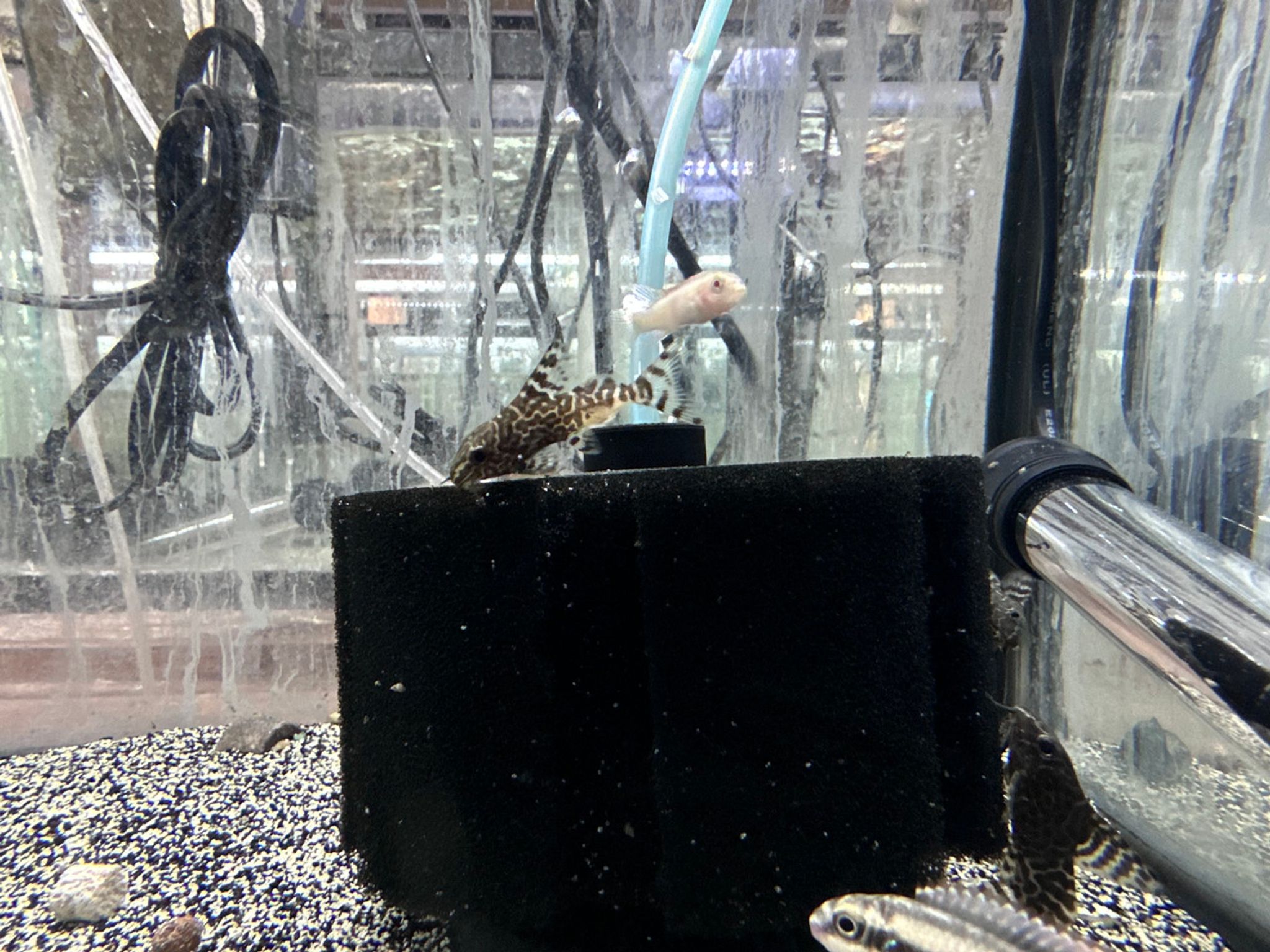 Synodontis Eupterus - "Featherfin Squeaker"