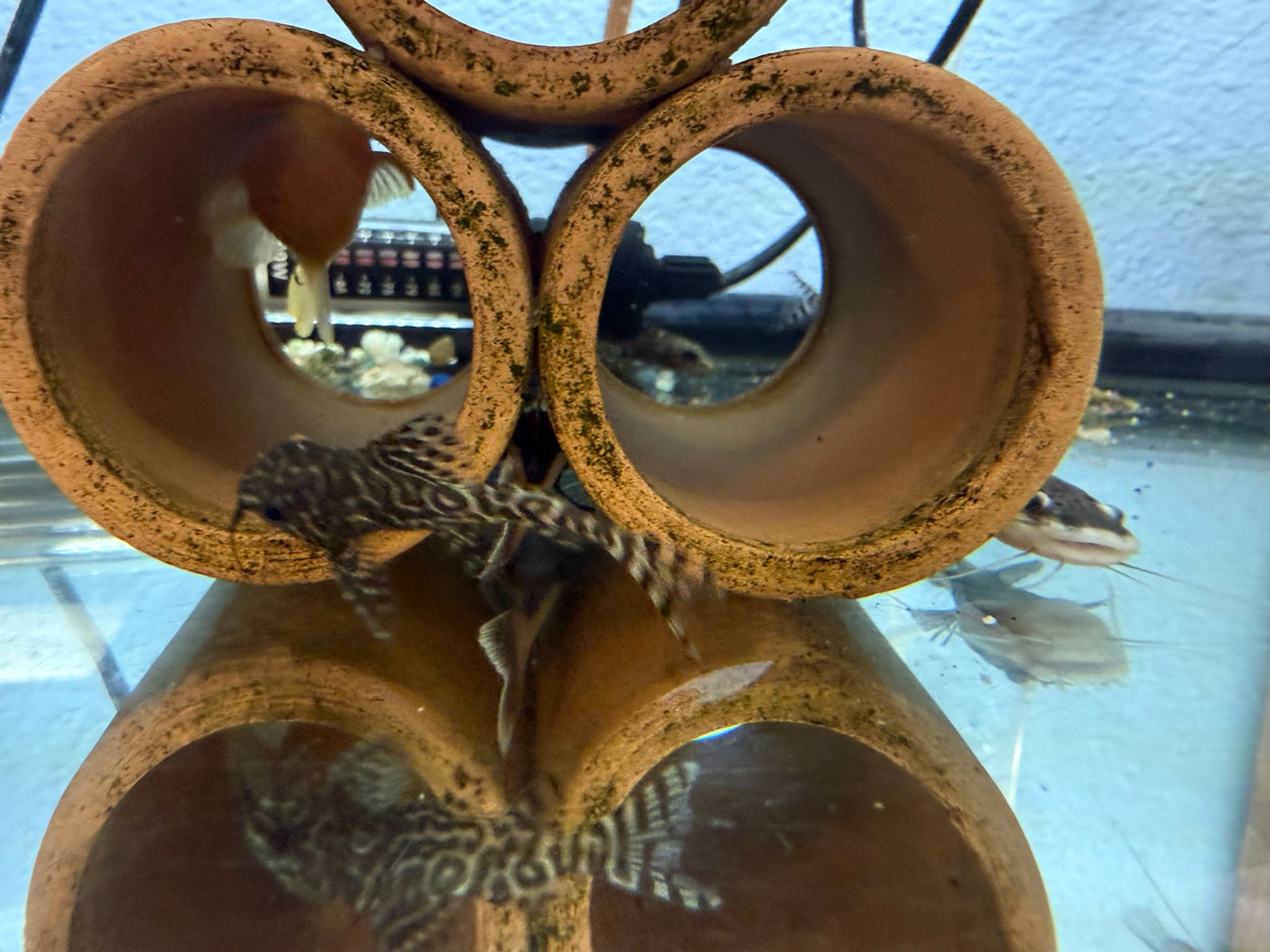 Synodontis Eupterus - "Featherfin Squeaker"