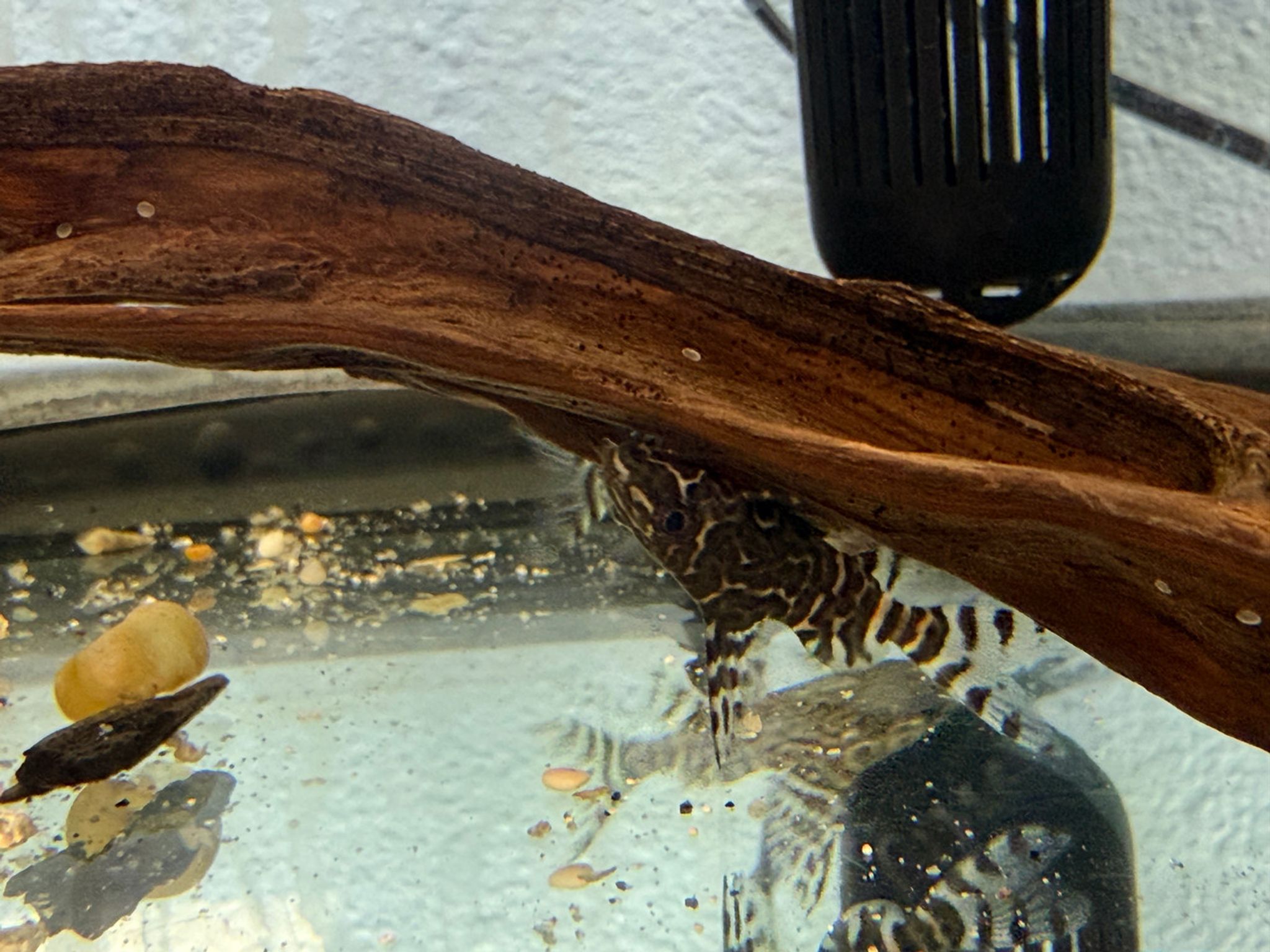 Synodontis Eupterus - "Featherfin Squeaker"