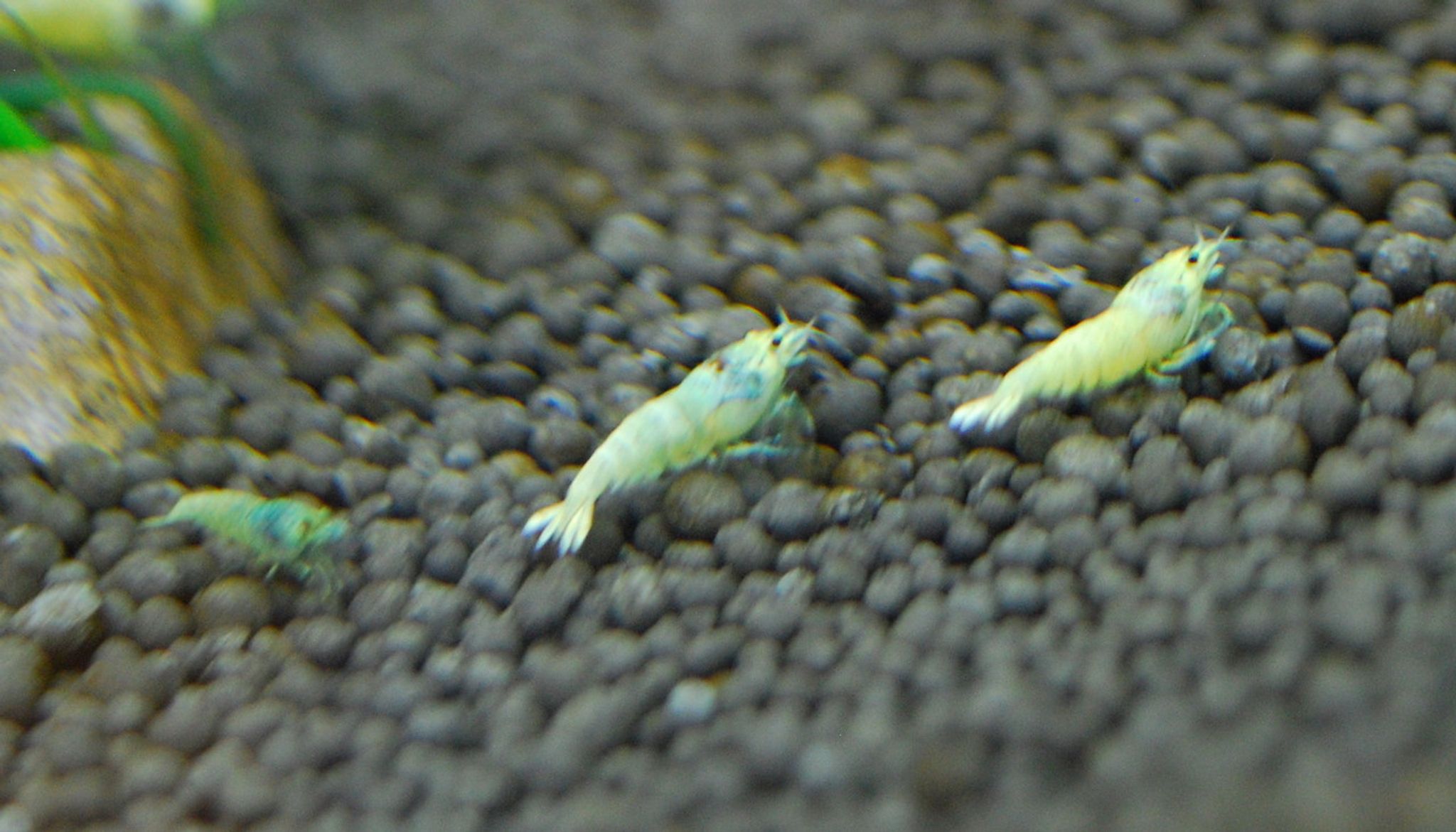 Taiwan Bee Blue Bolt Shrimp