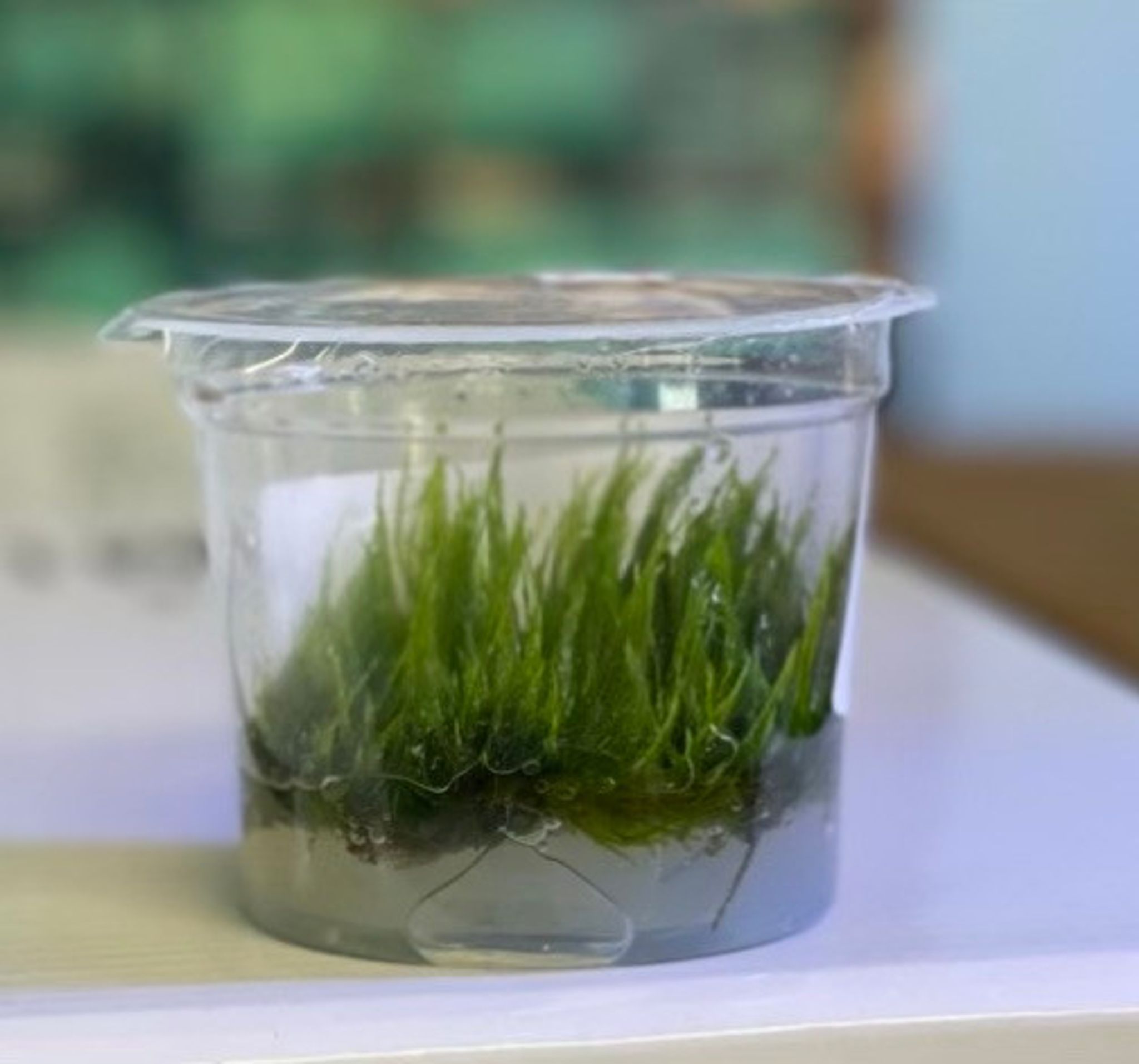 Taiwan Moss Tissue Culture