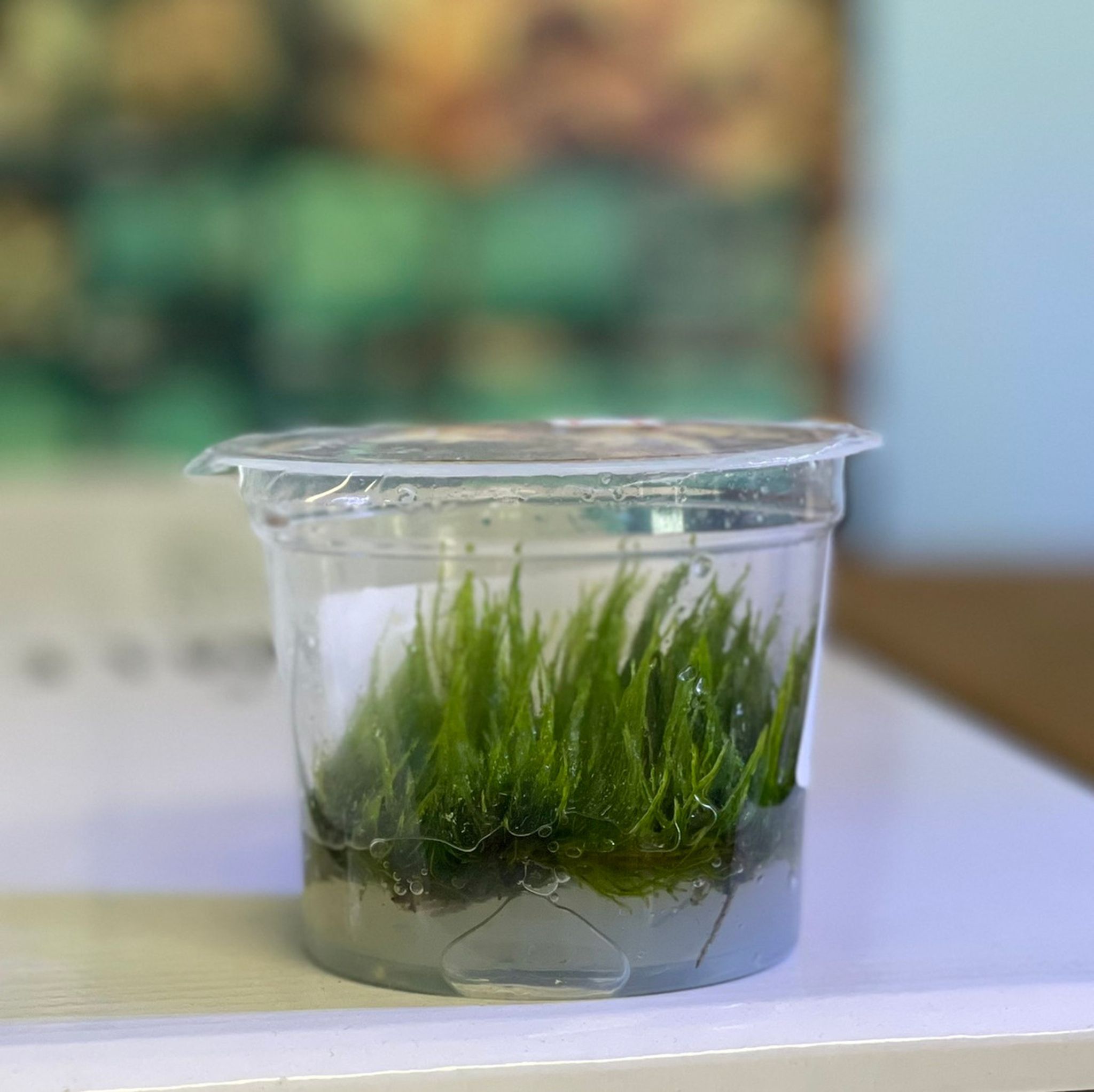 Taiwan Moss Tissue Culture