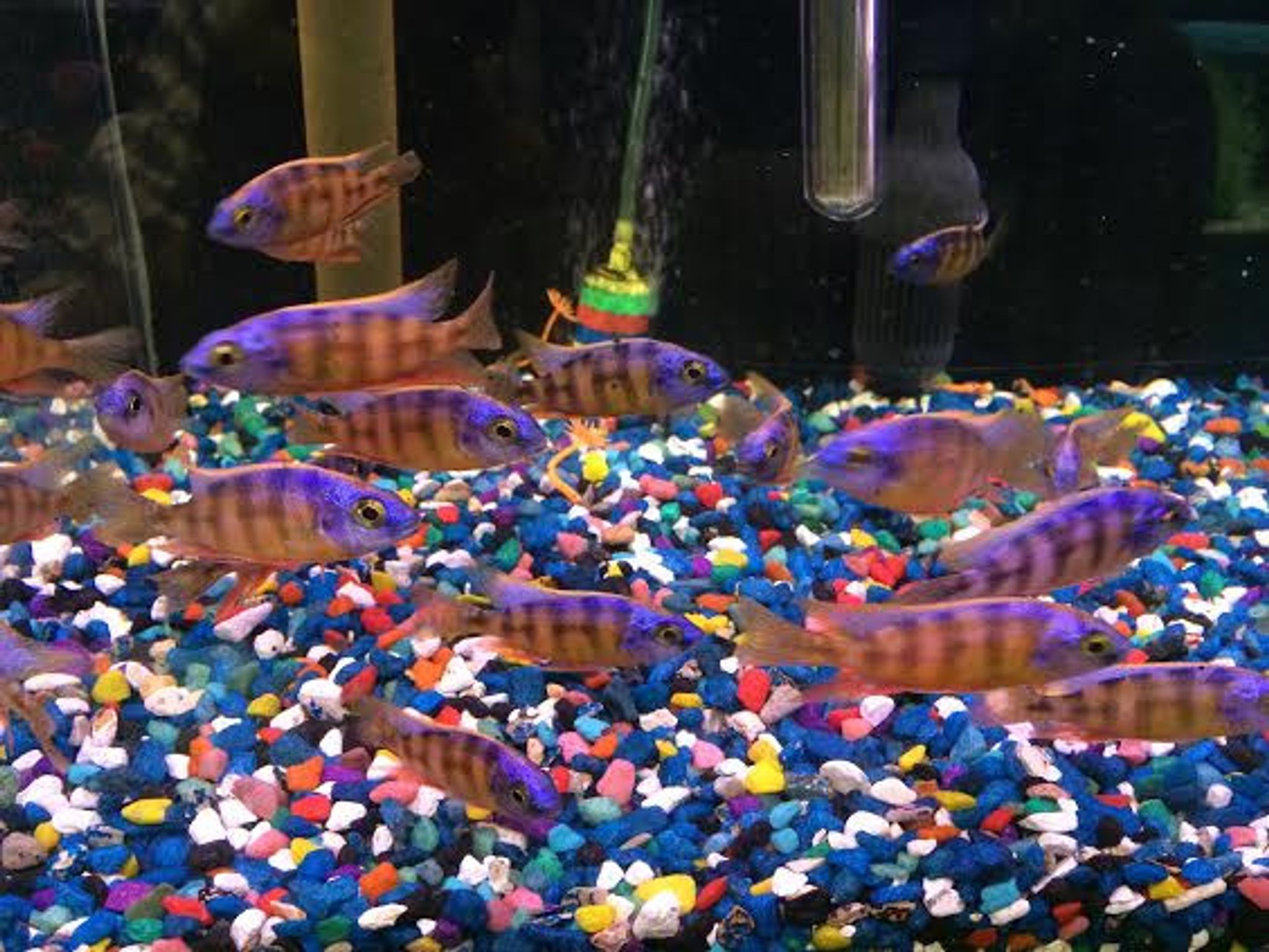 Taiwan Reef Cichlid - Protomelas sp. 'Steveni Taiwan'