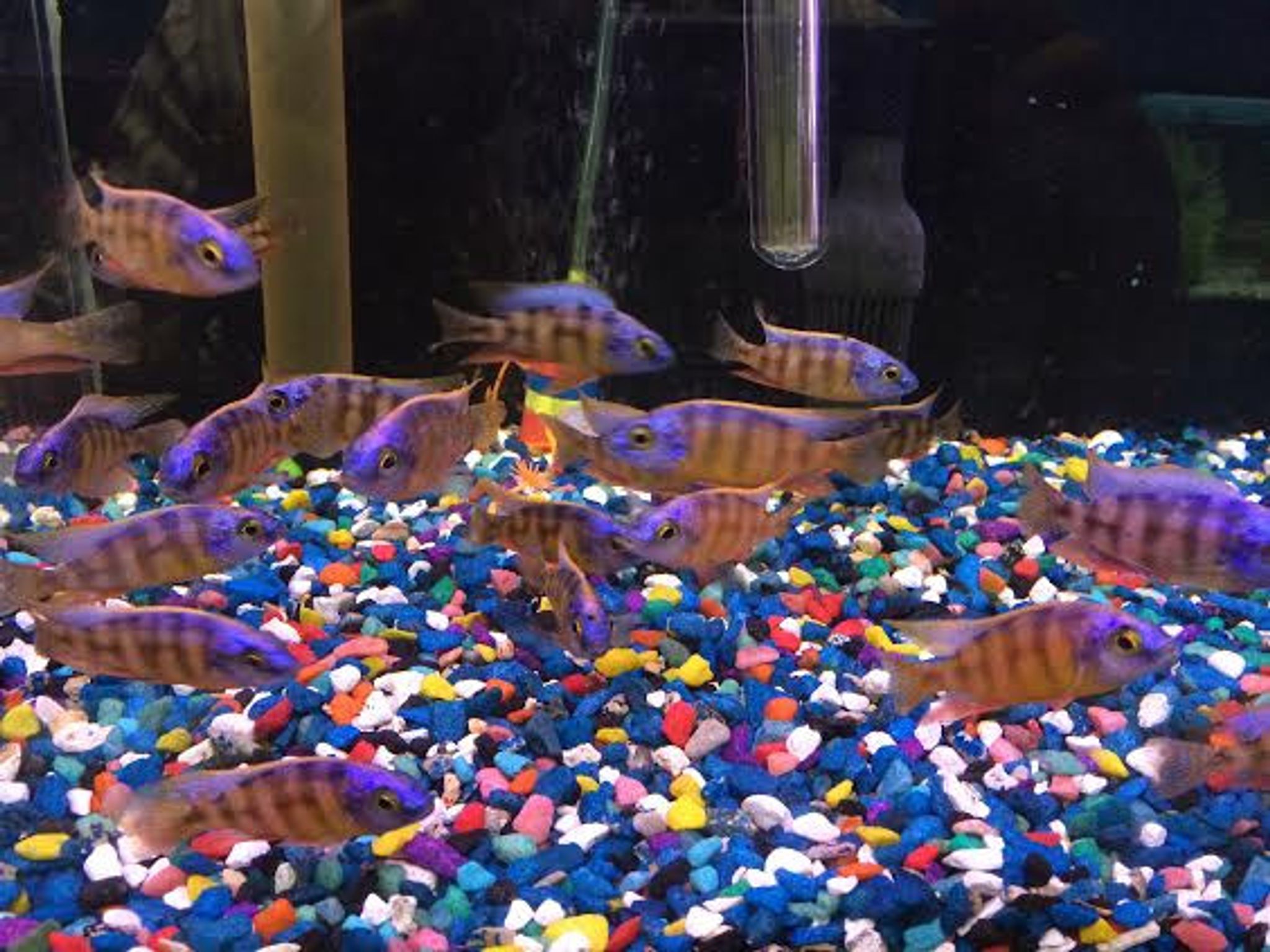 Taiwan Reef Cichlid - Protomelas sp. 'Steveni Taiwan'