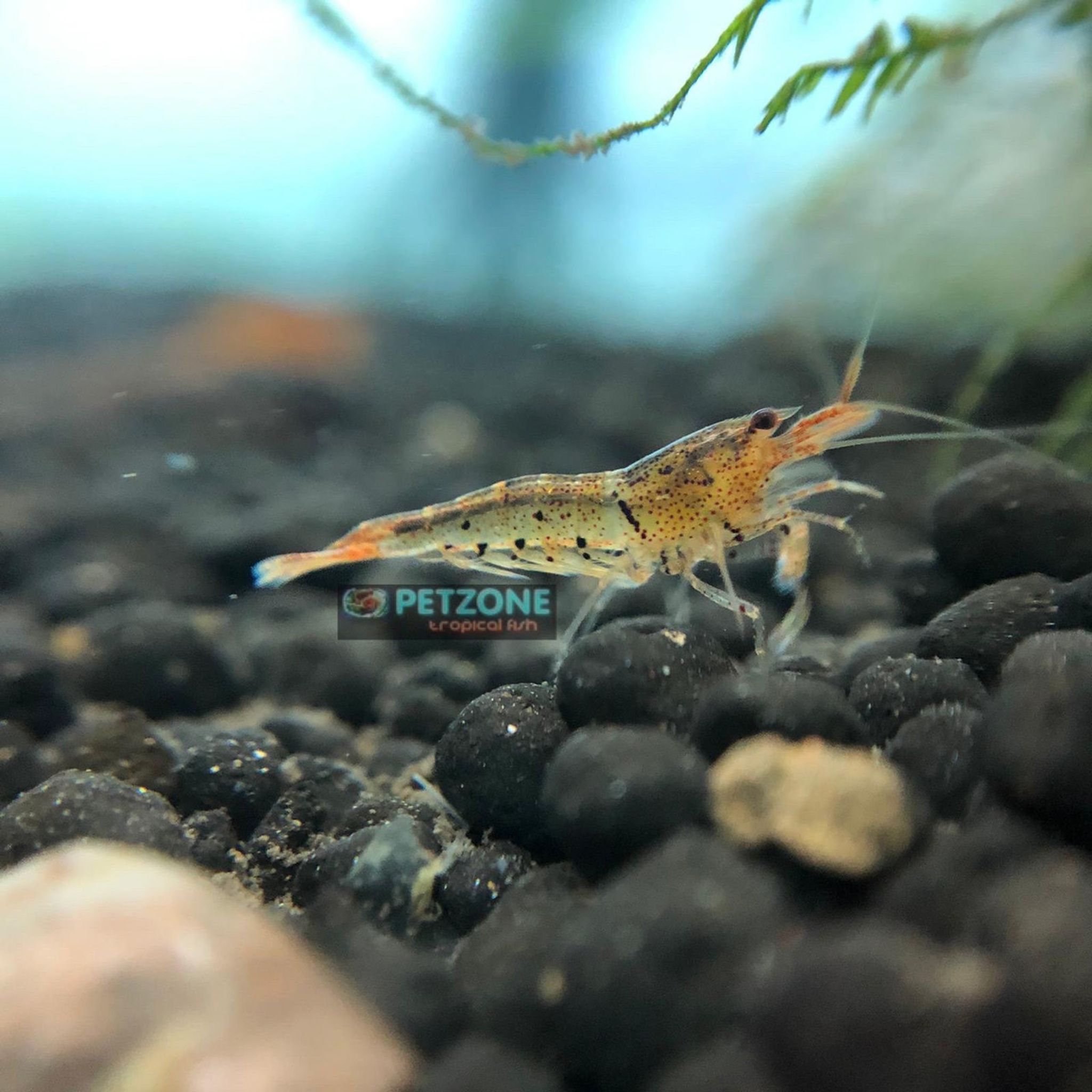 Tangerine Tiger Shrimp