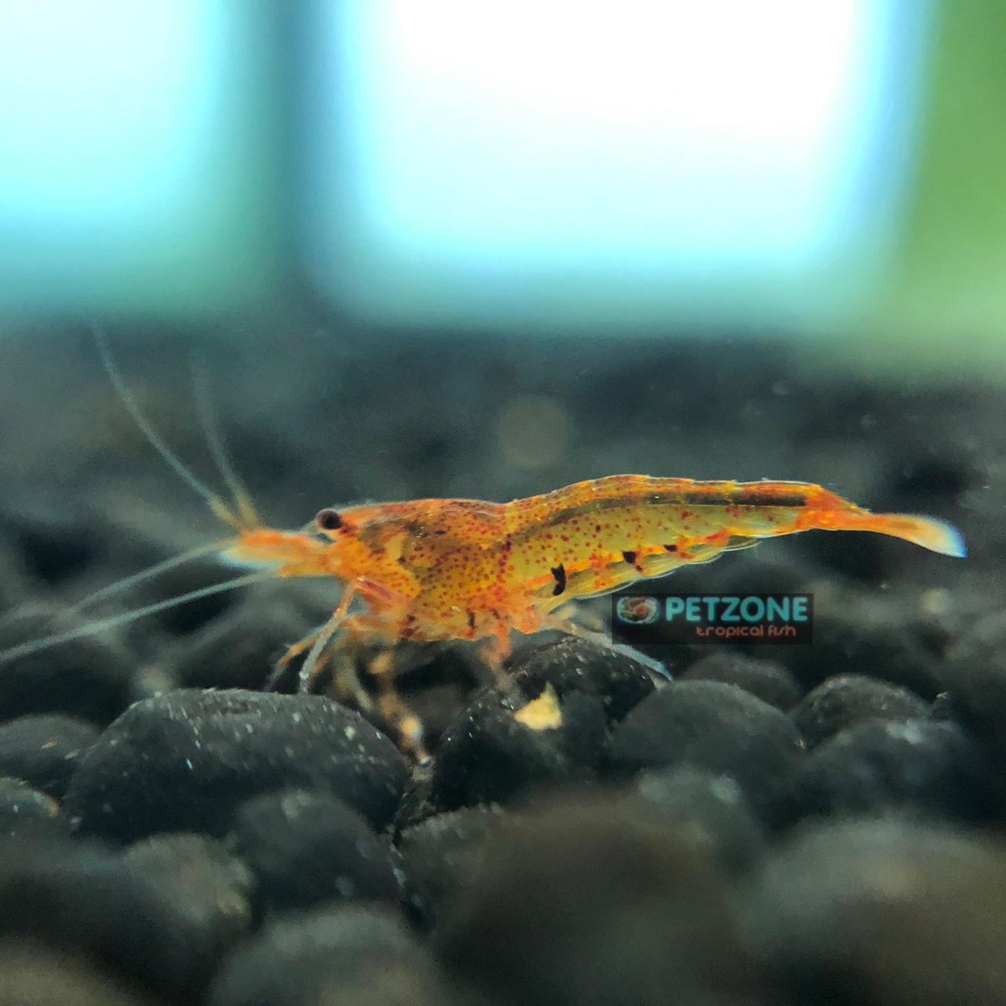 Tangerine Tiger Shrimp