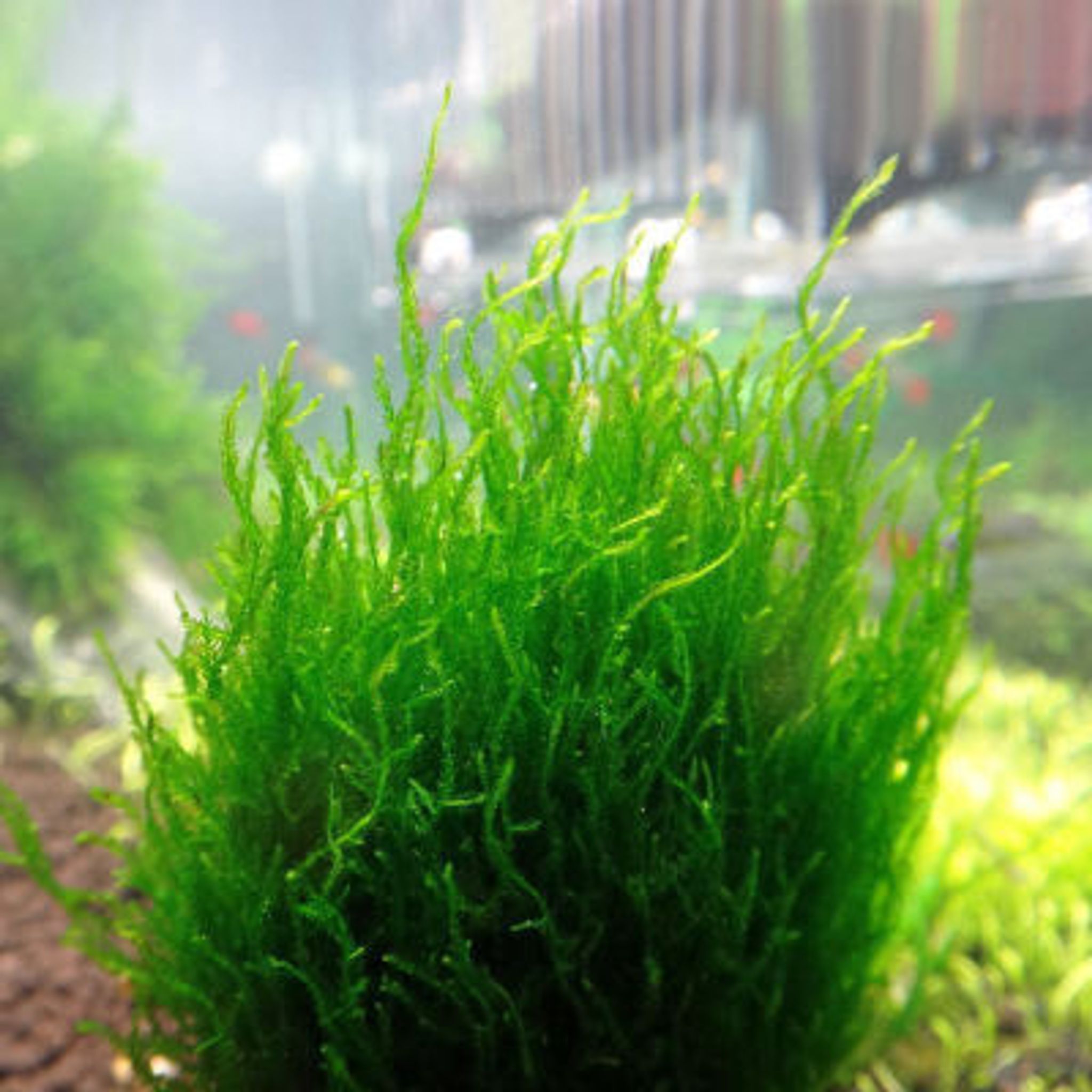 TAXIPHYLLUM SP 'FLAME MOSS'