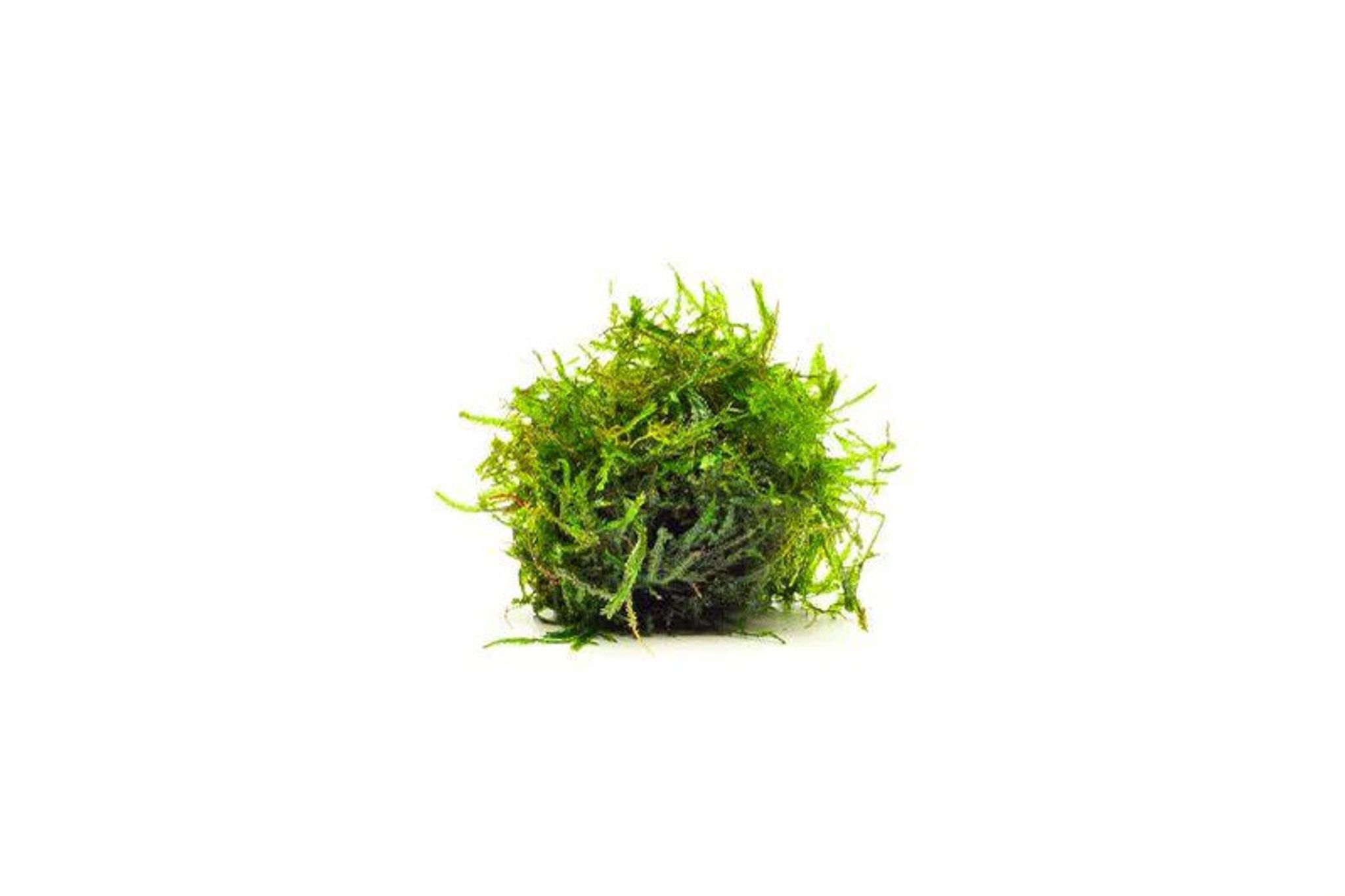 Taxiphyllum 'Spiky' Tissue Culture