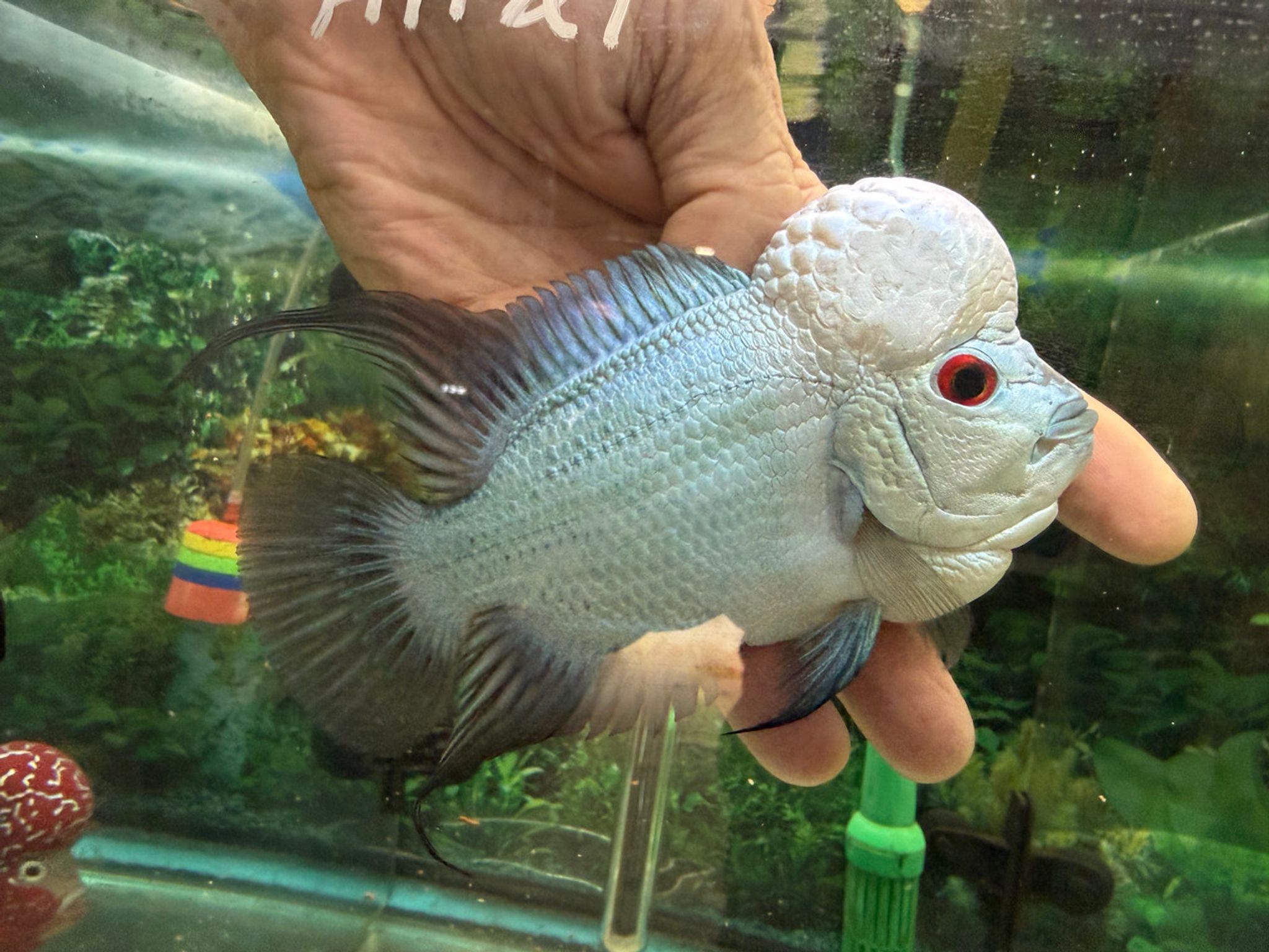 Thai Silk Flowerhorn AA21
