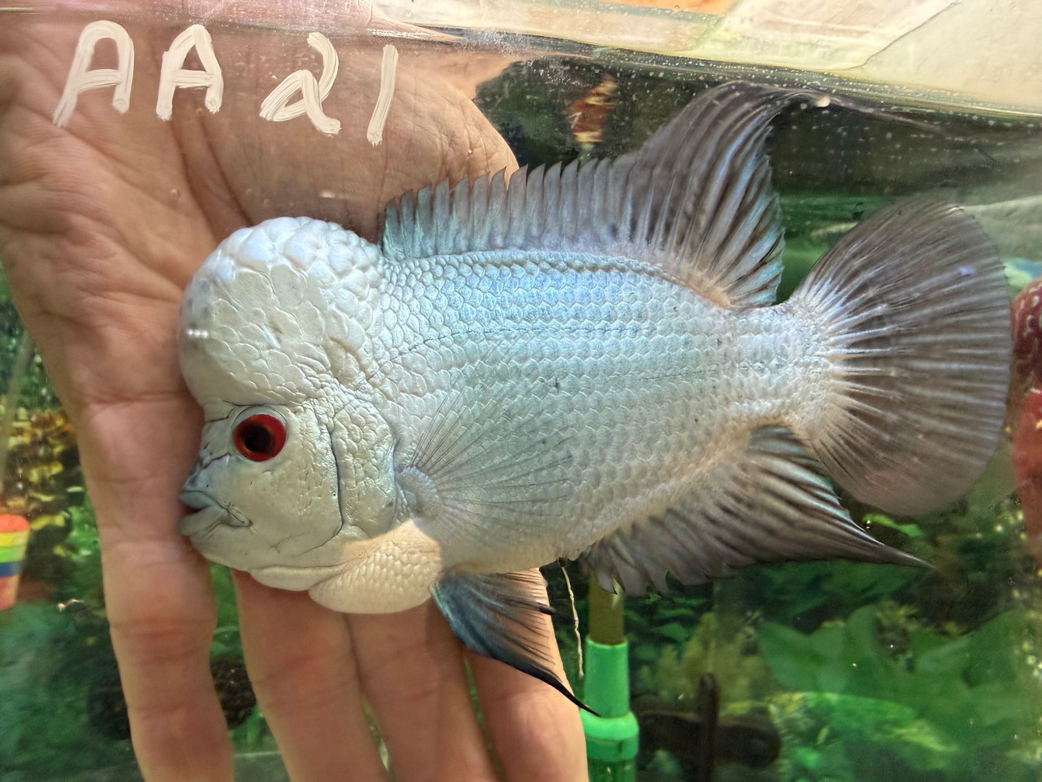 Thai Silk Flowerhorn AA21