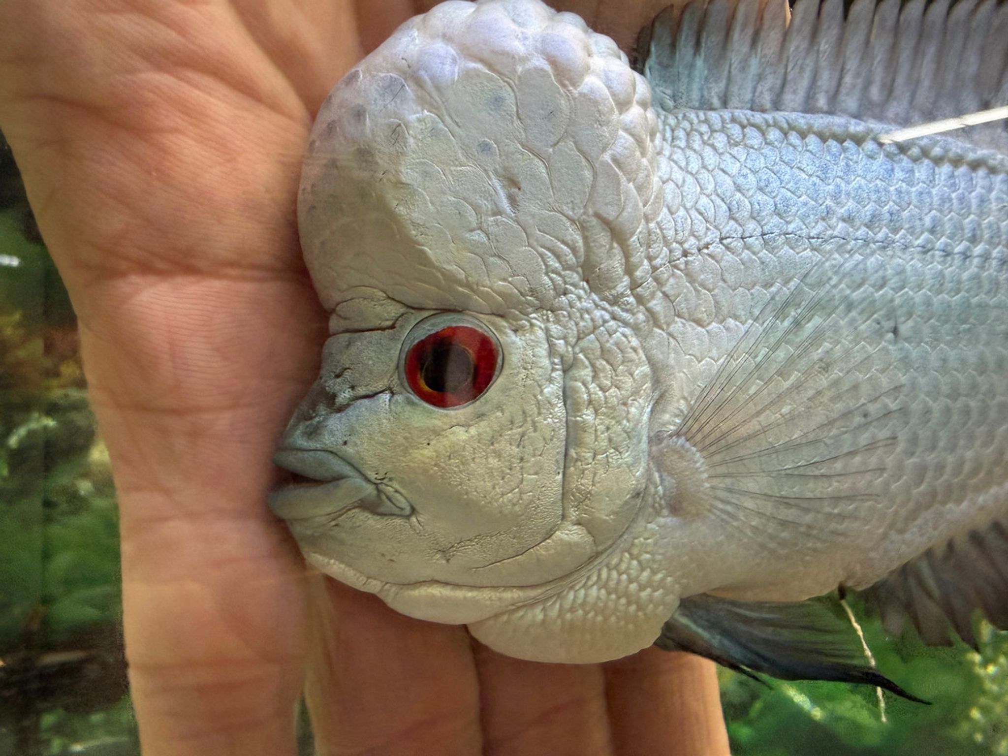 Thai Silk Flowerhorn AA21