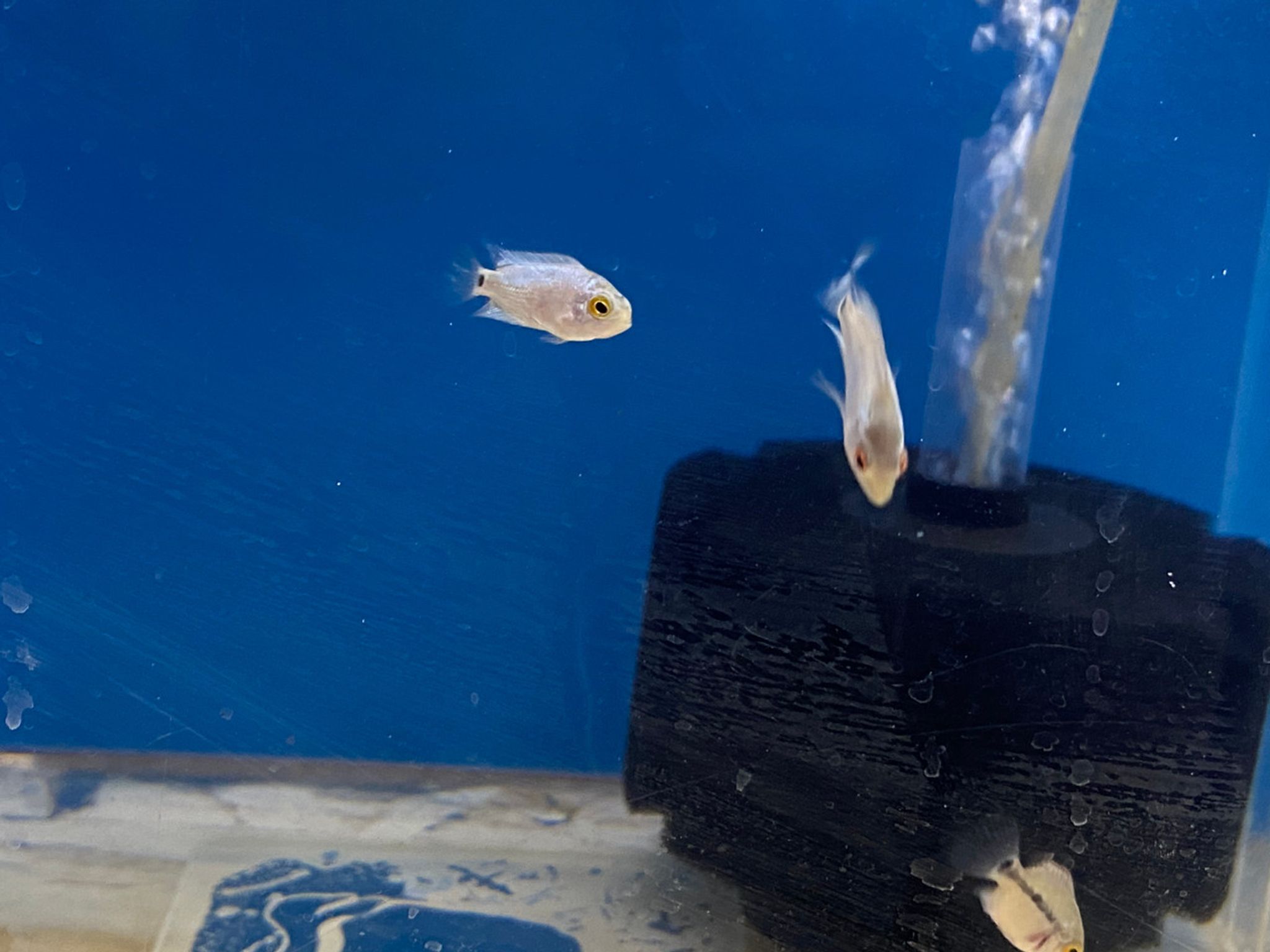 Thai Silk Flowerhorn Fry, Petite