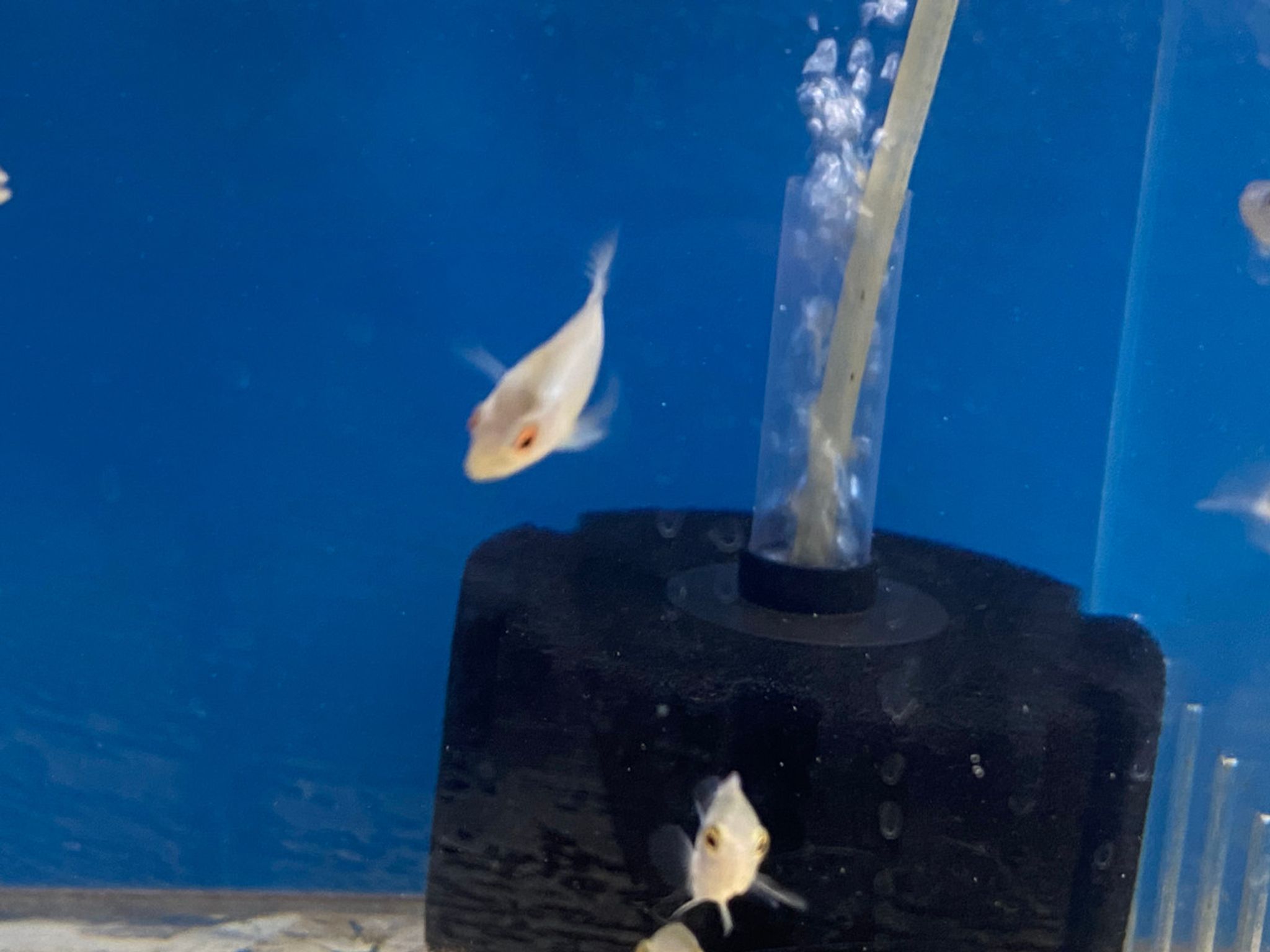 Thai Silk Flowerhorn Fry, Petite