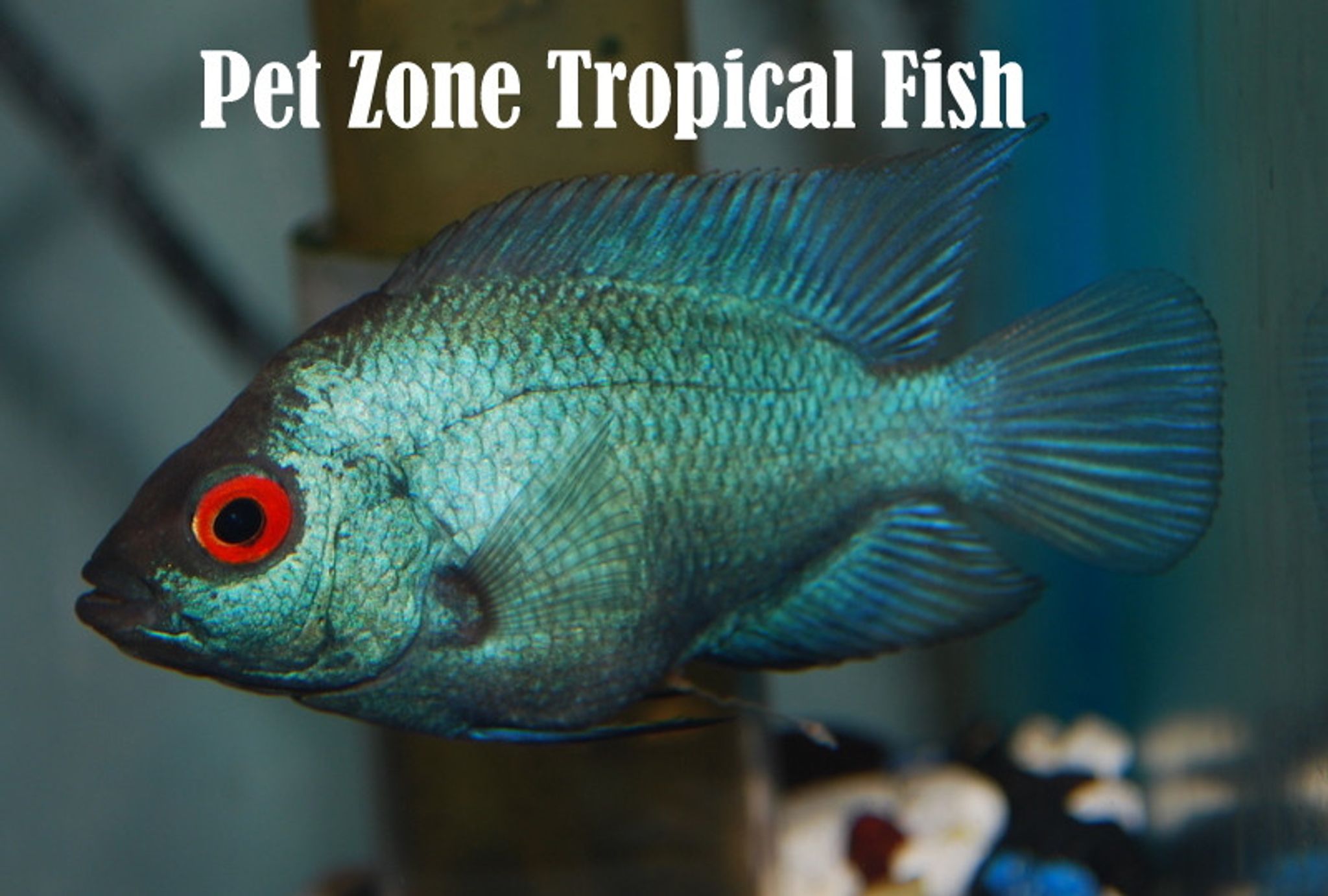 Thai Silk Flowerhorn Fry