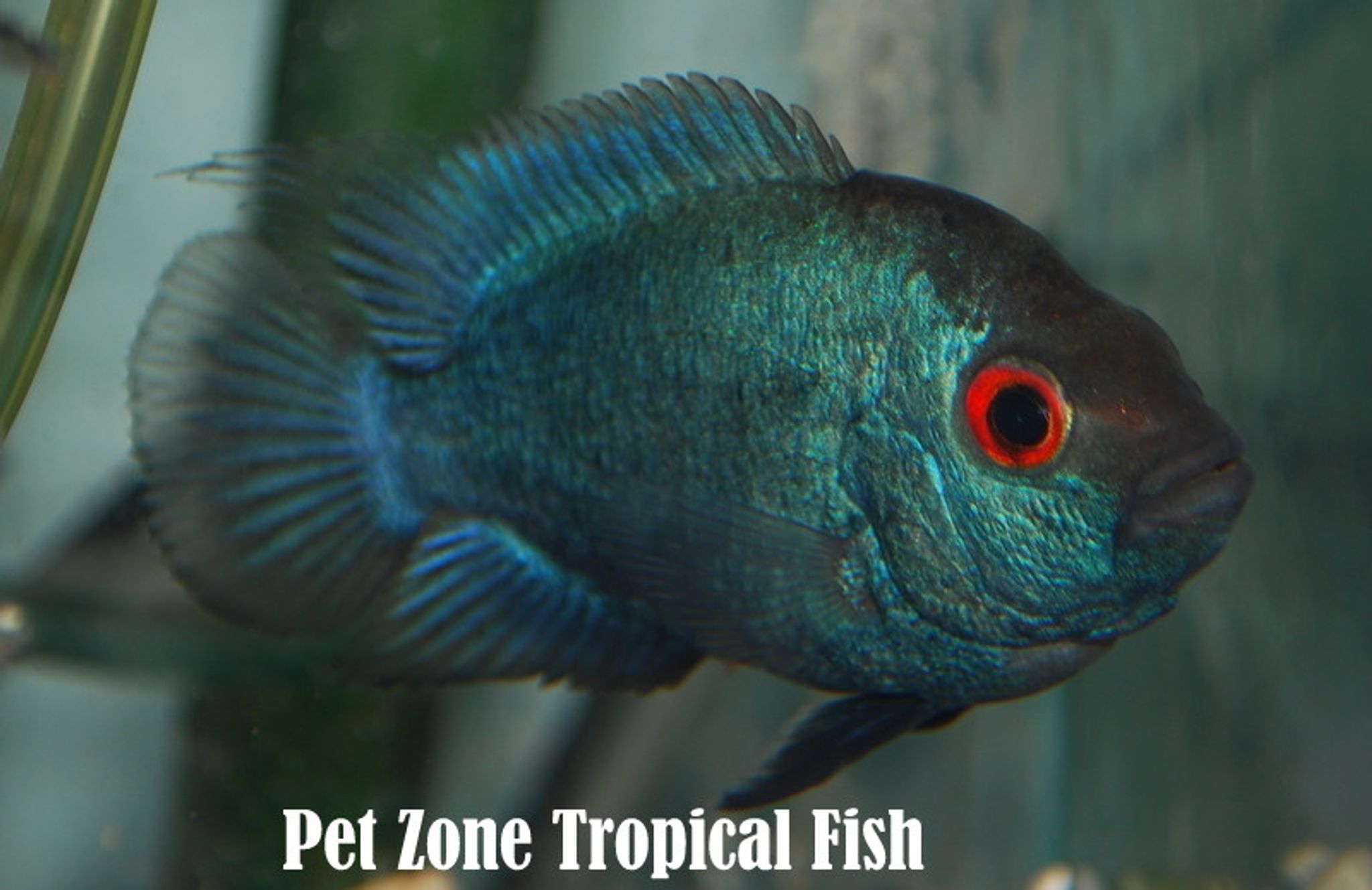 Thai Silk Flowerhorn Fry