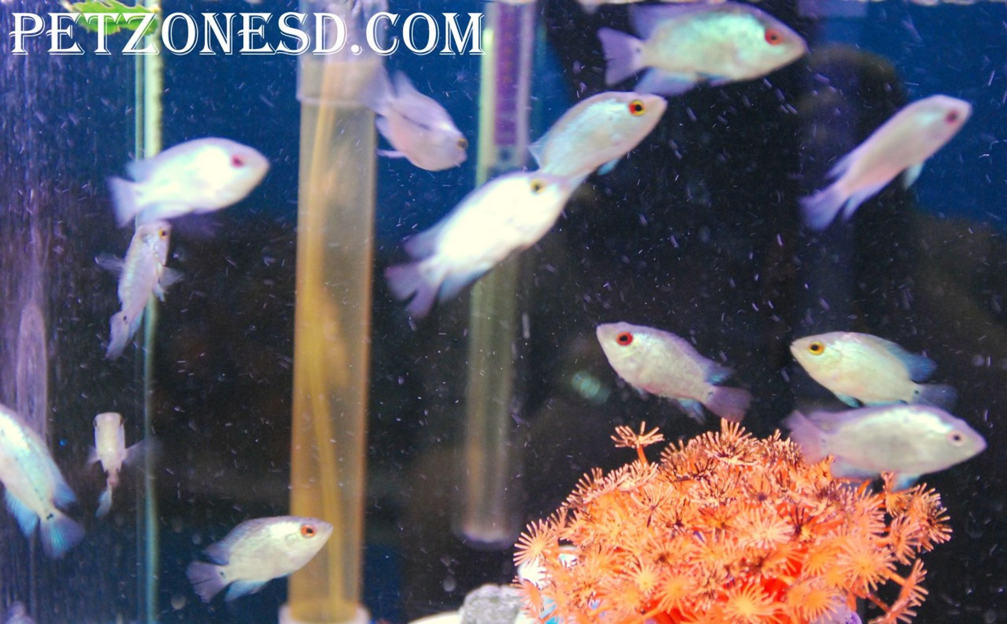 Thai Silk Flowerhorn Fry