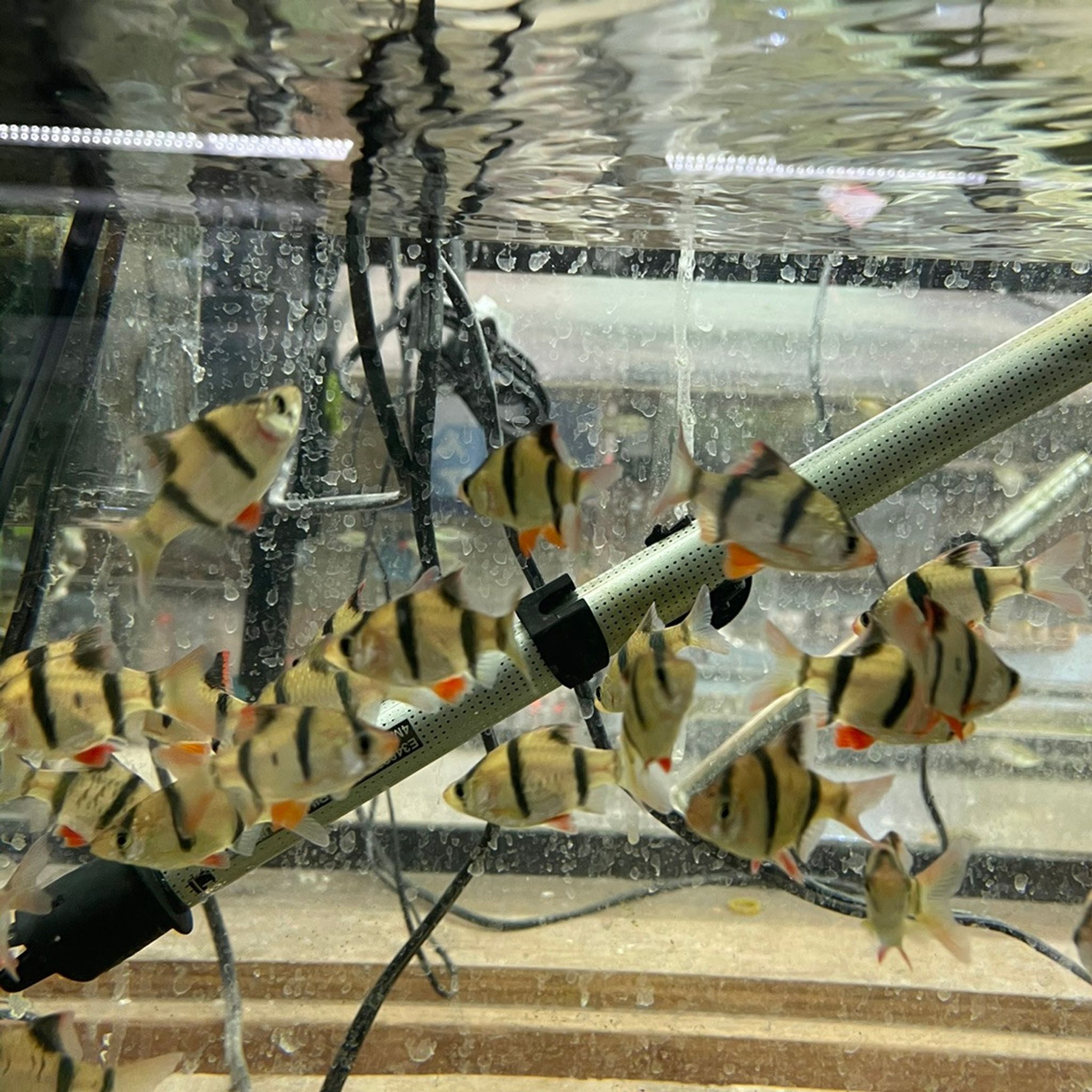 Tiger Barb, Large