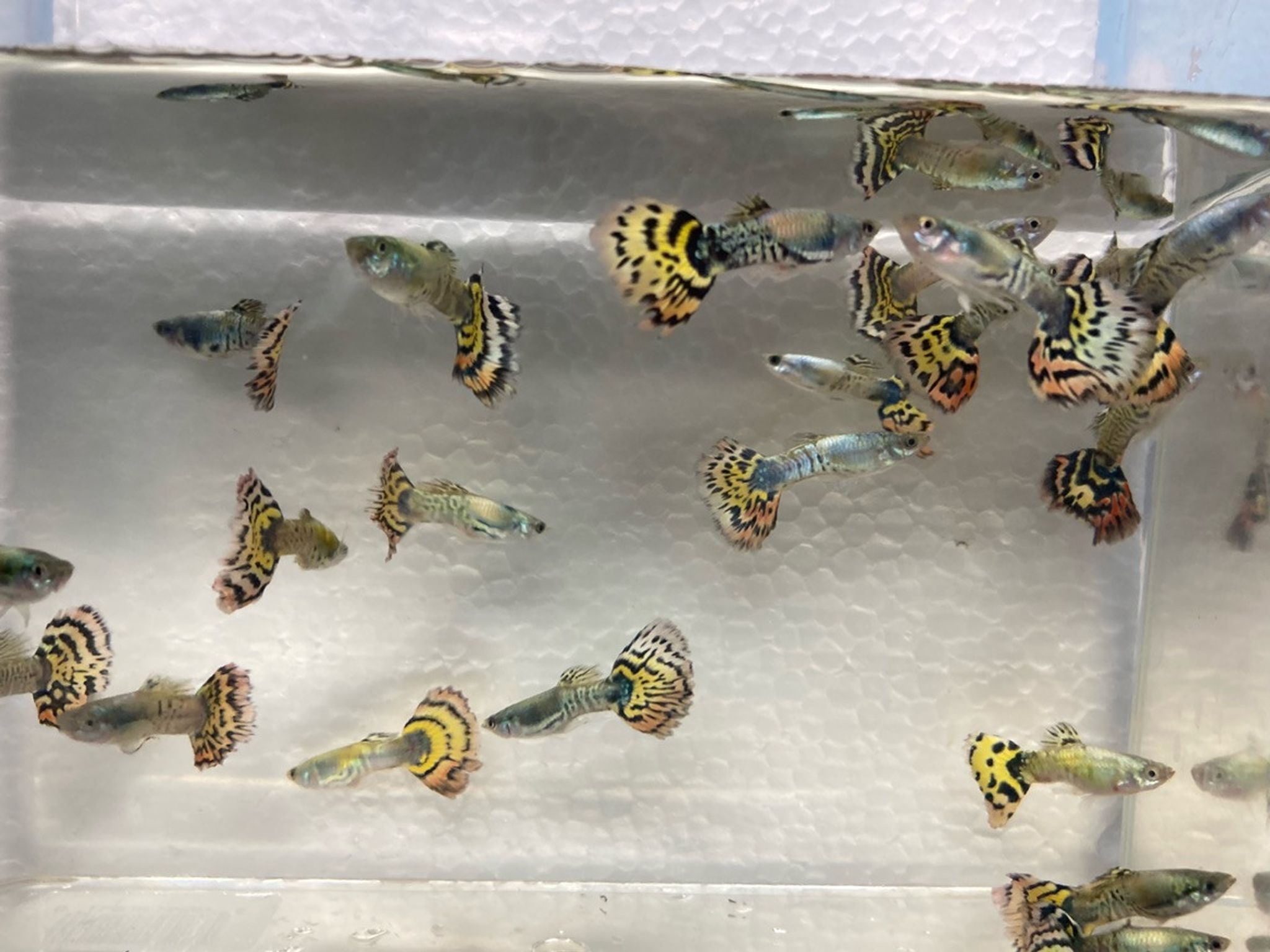 Tiger Guppy